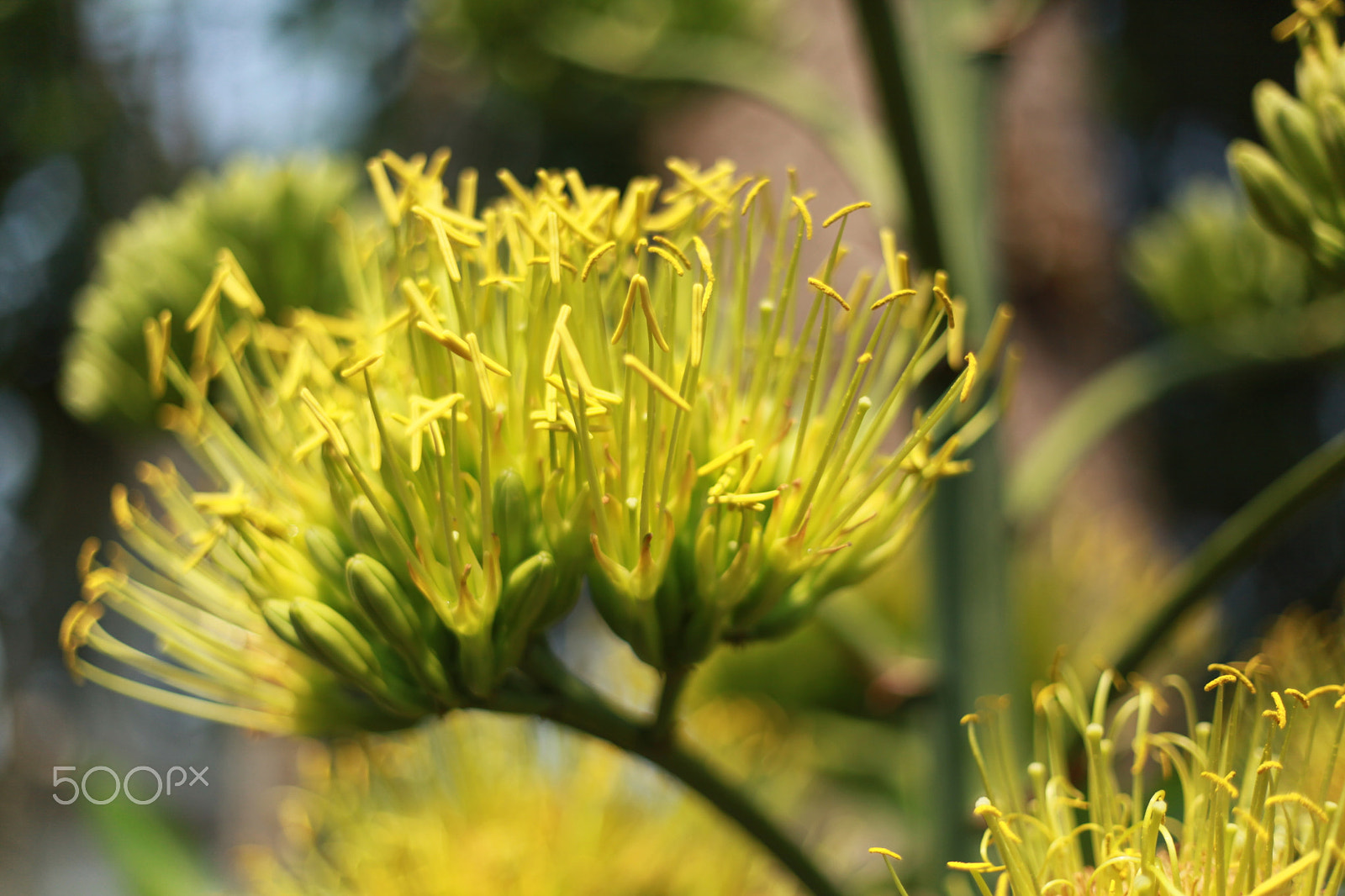 Canon EF 50mm F1.8 II sample photo. Agave bloom photography