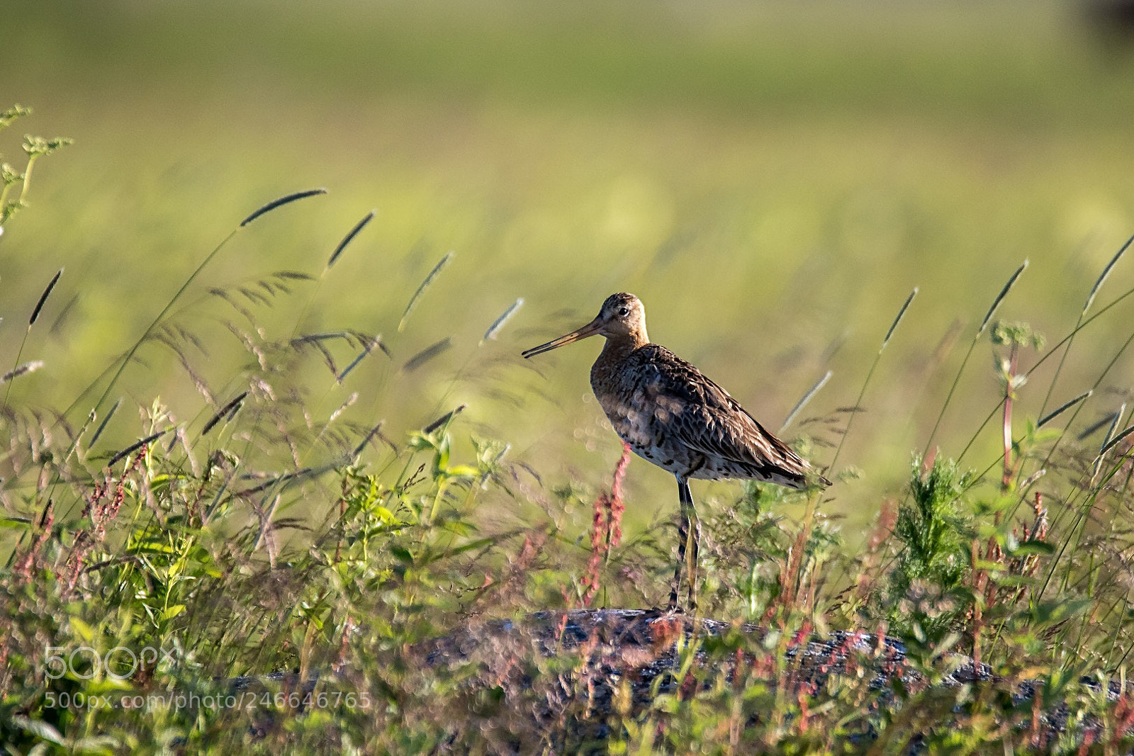 Canon EOS 7D Mark II sample photo. Limosa limosa photography