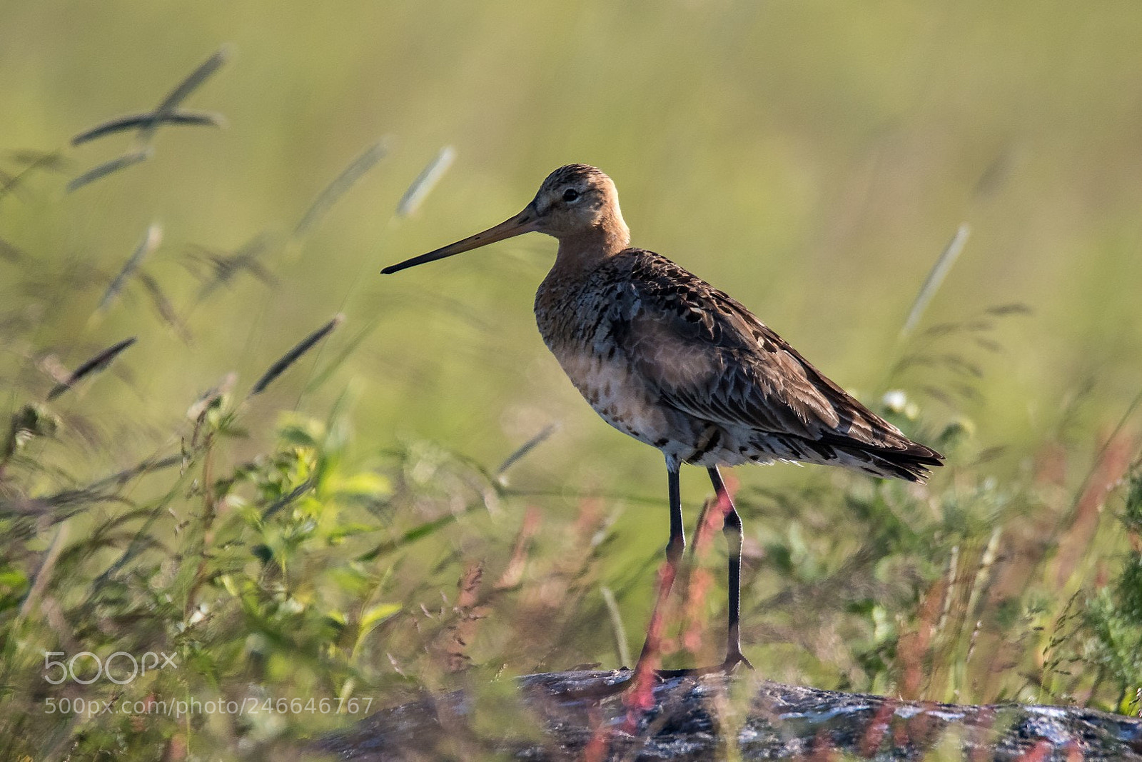 Canon EOS 7D Mark II sample photo. Limosa limosa photography