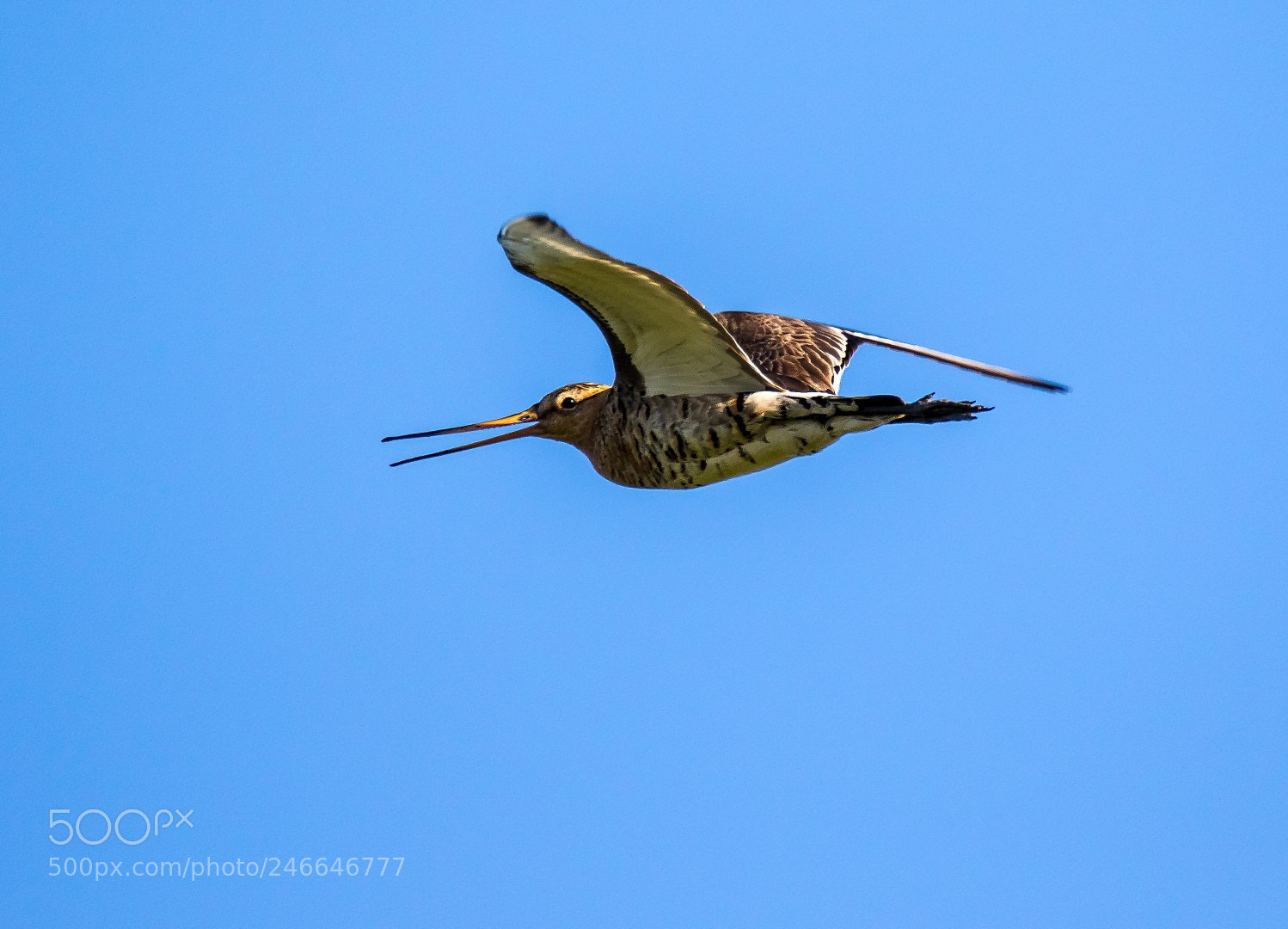 Canon EOS 7D Mark II sample photo. Limosa limosa photography
