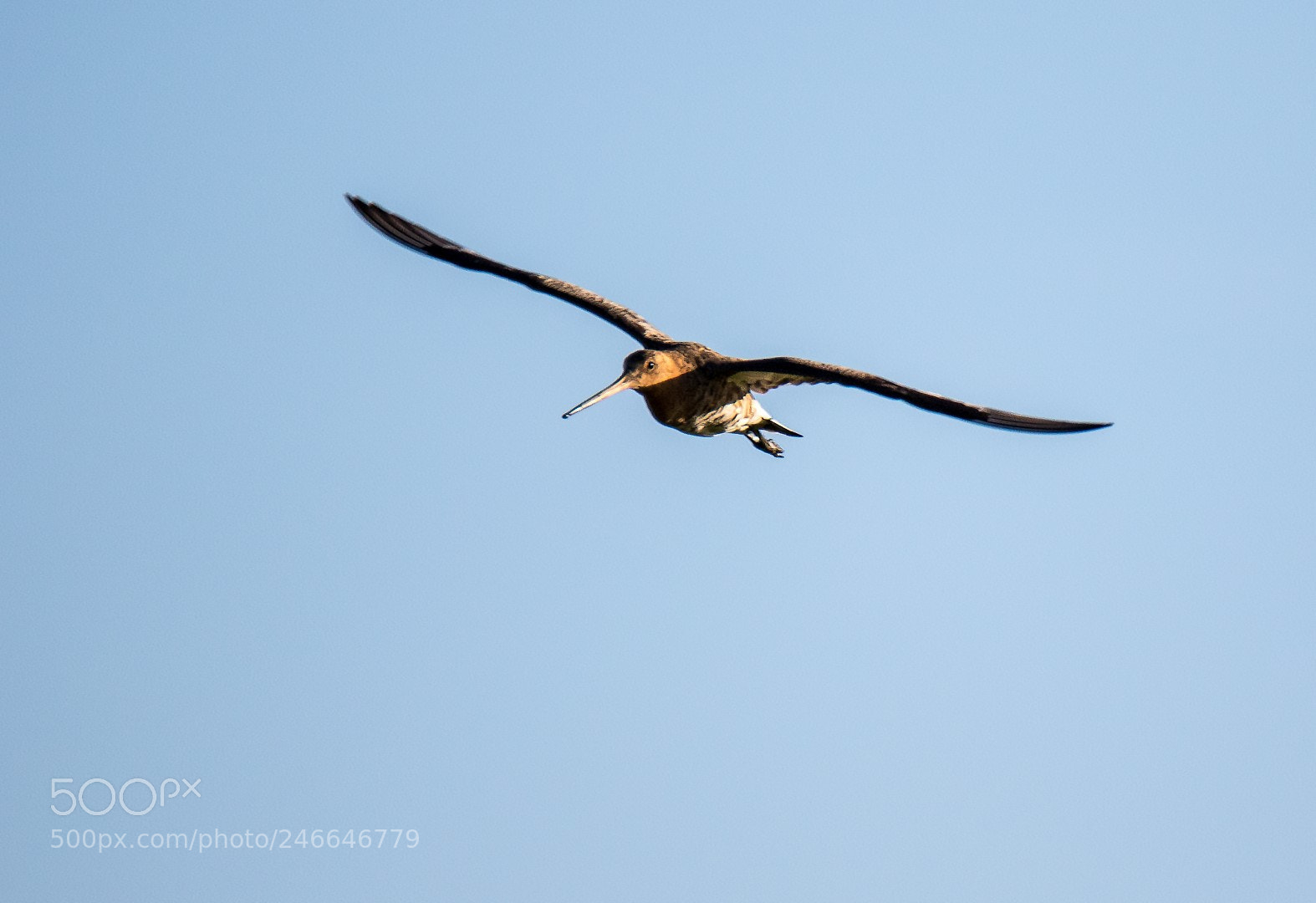Canon EOS 7D Mark II sample photo. Limosa limosa photography