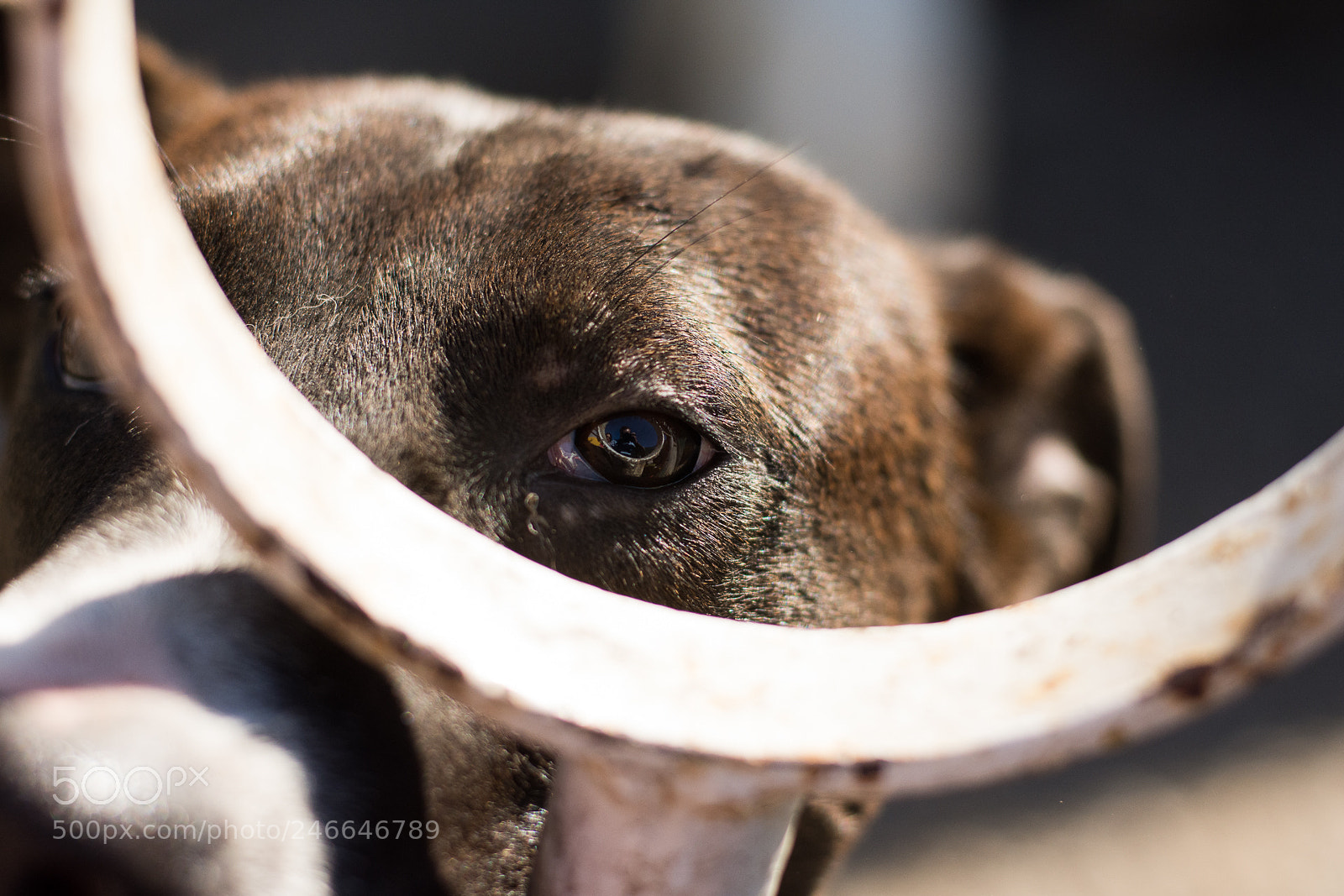 Nikon D7200 sample photo. Sad look ii photography