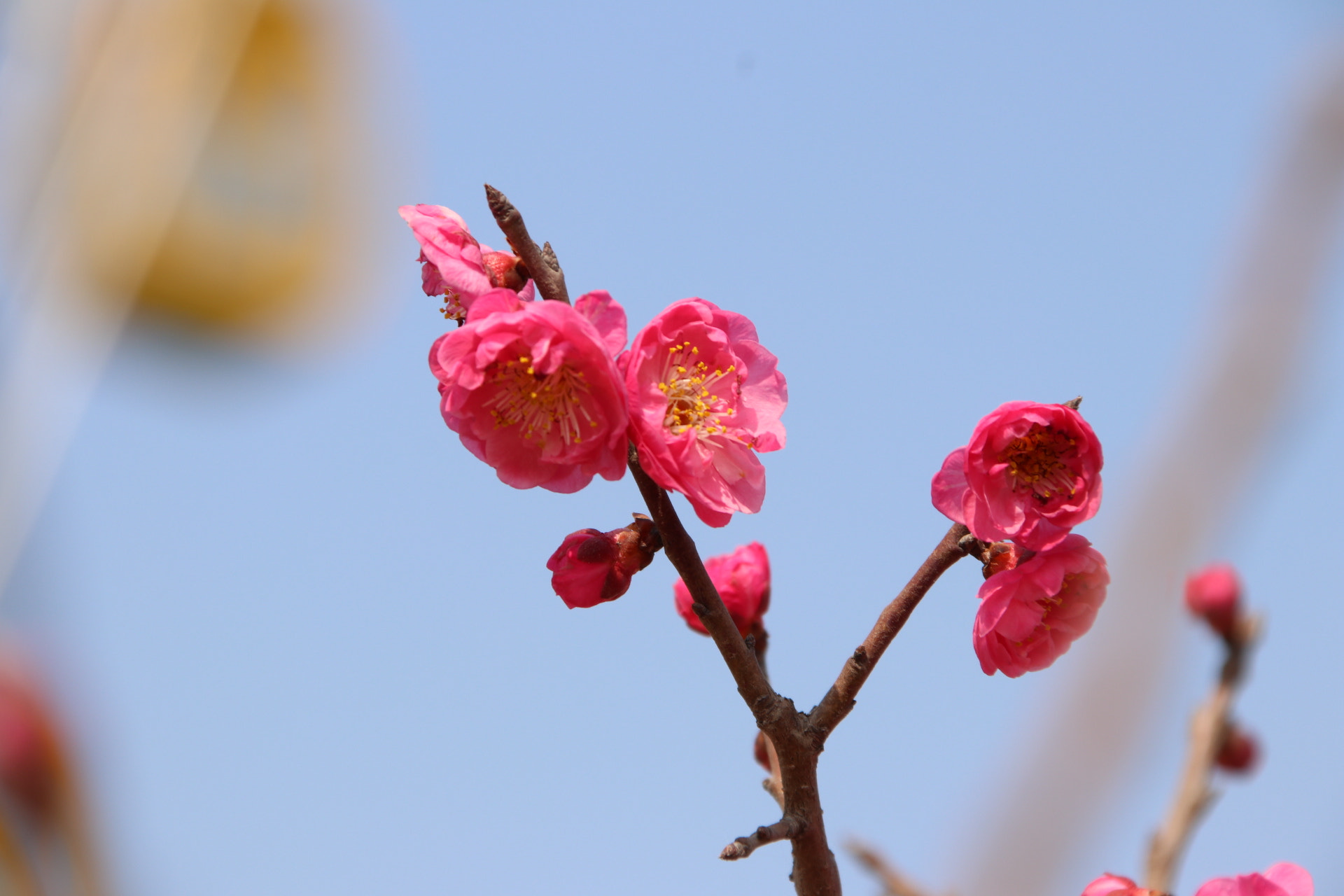 Canon EOS 80D + Canon TS-E 90mm F2.8 Tilt-Shift sample photo