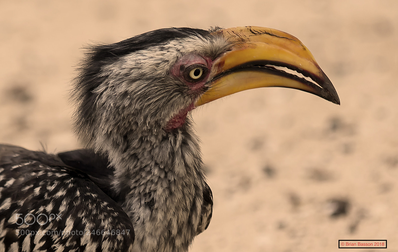 Canon EOS 7D Mark II sample photo. Southern yellow billed hornbill photography