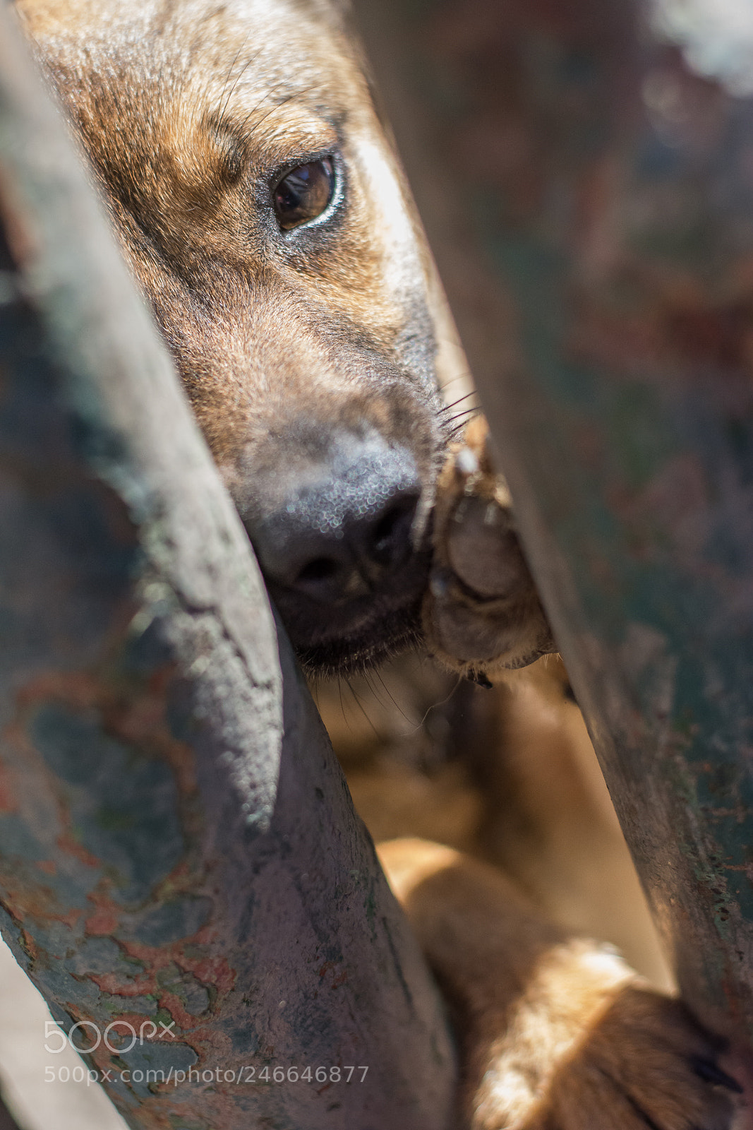Nikon D7200 sample photo. Sad look iii photography