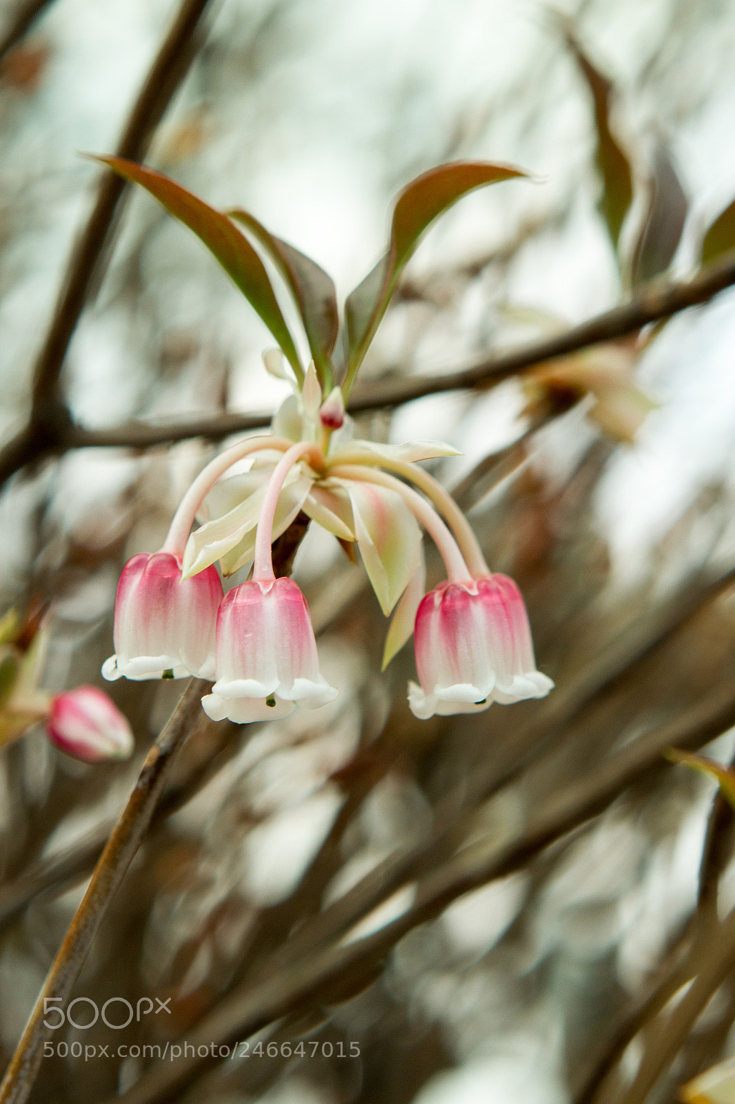 Canon EOS 7D sample photo. Spring photography