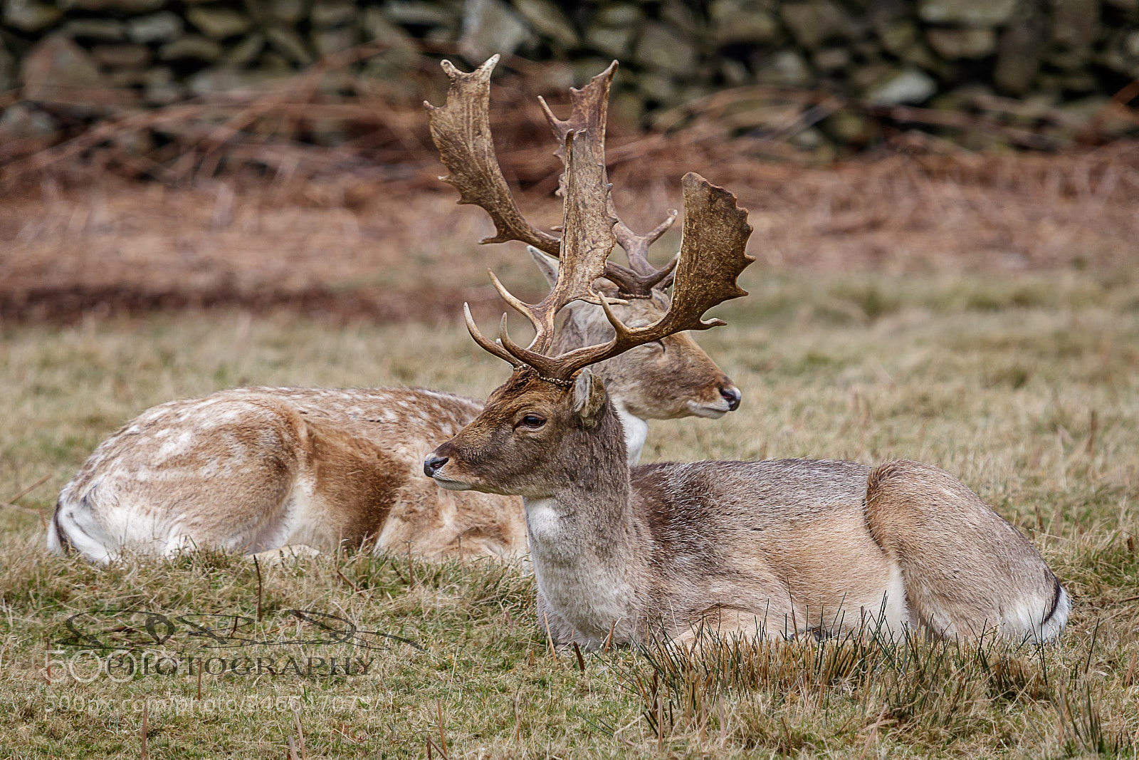 Canon EOS 77D (EOS 9000D / EOS 770D) sample photo. Deer photography