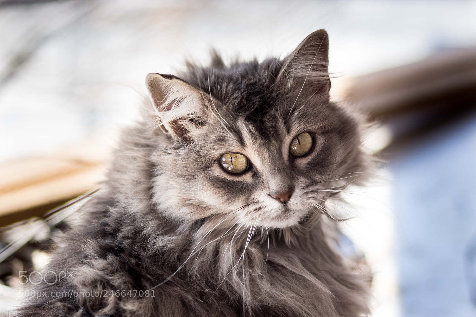 Sony SLT-A68 sample photo. Kitten photography