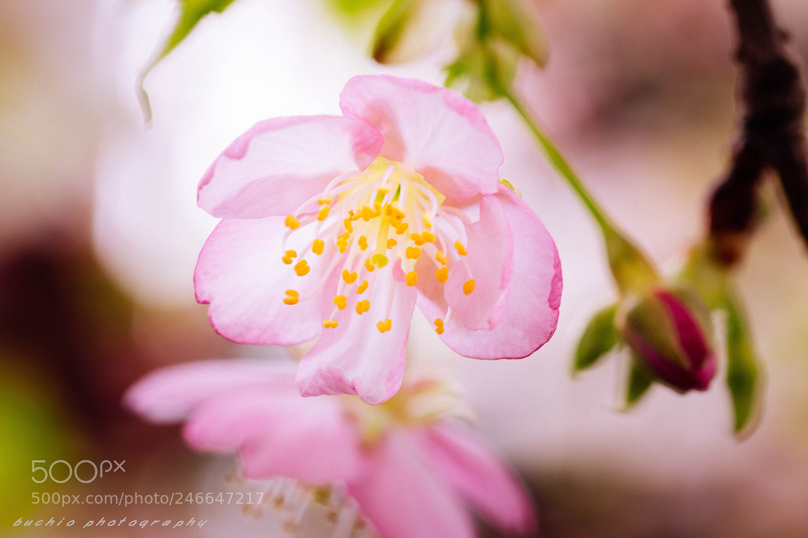 Olympus OM-D E-M1 sample photo. Kawazu cherry tree photography