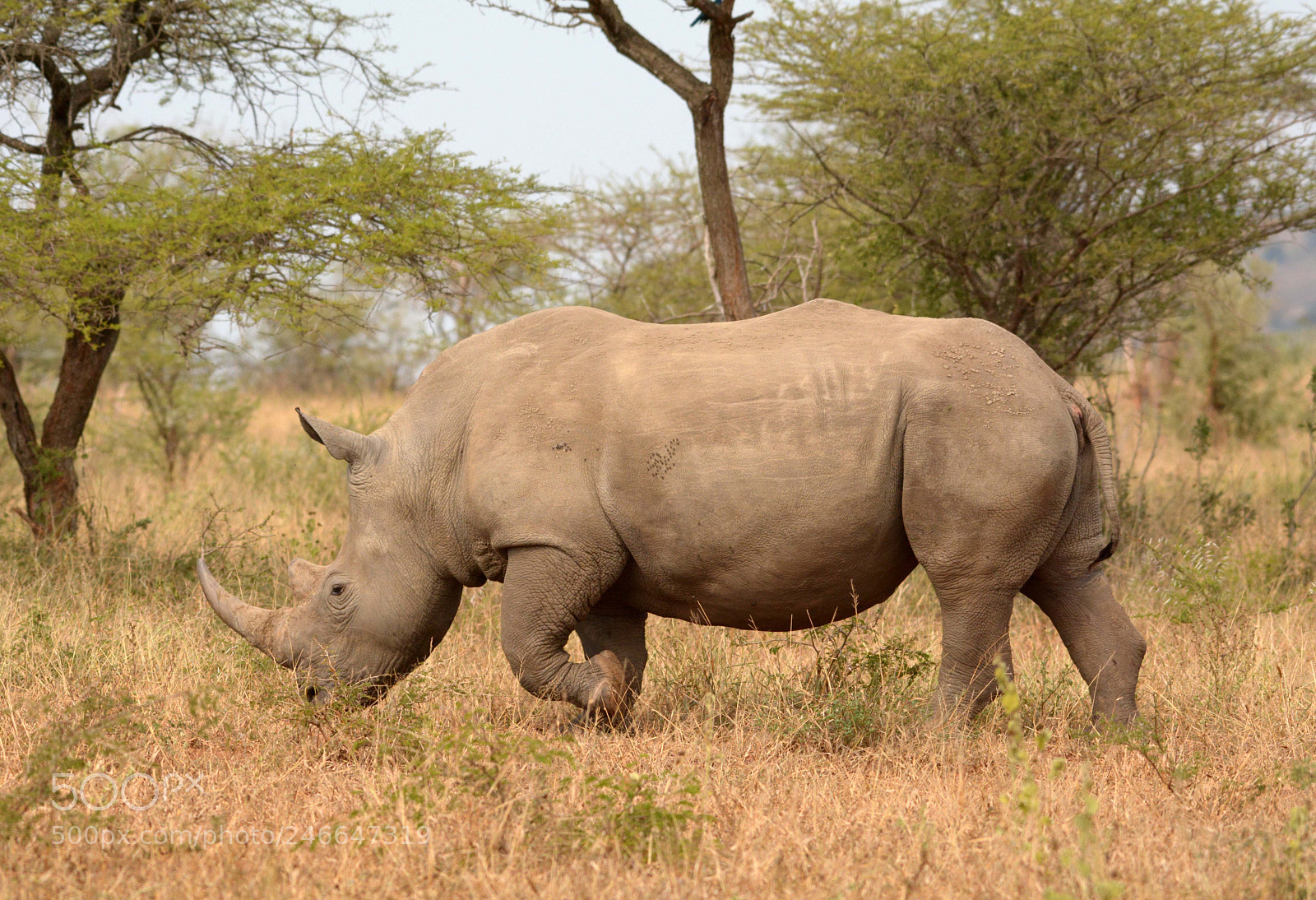 Nikon D7100 sample photo. Rhino photography