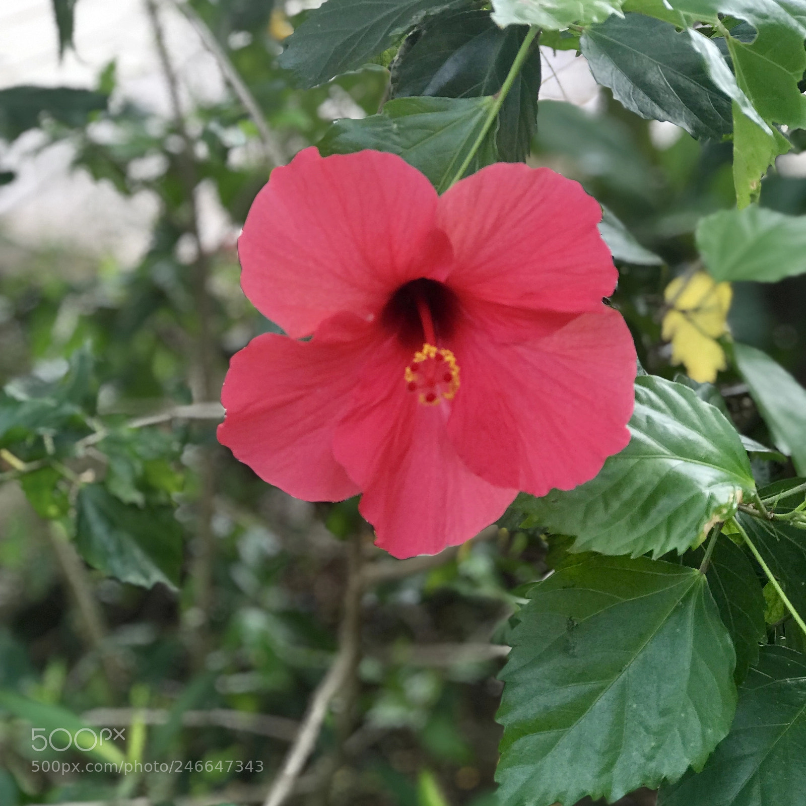 Apple iPhone 7 Plus sample photo. Hoa dam but photography