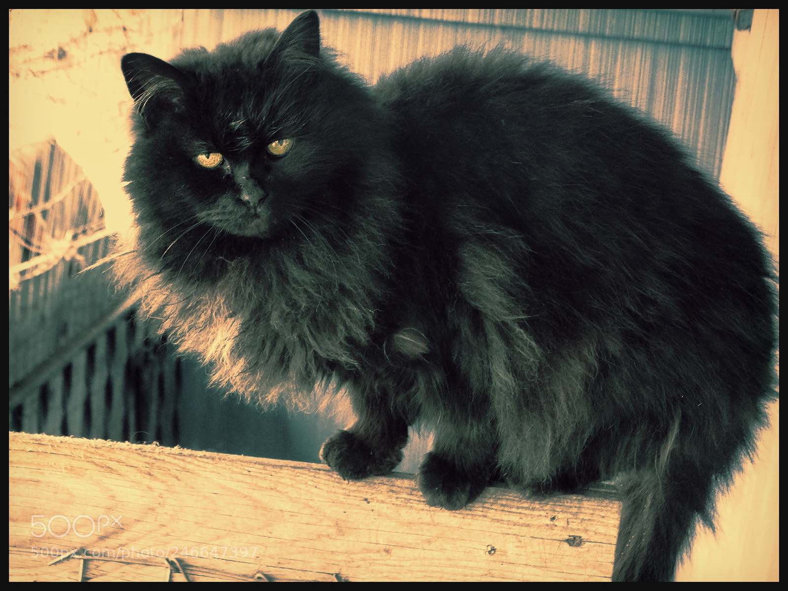 Sony Cyber-shot DSC-HX300 sample photo. Cat strut photography