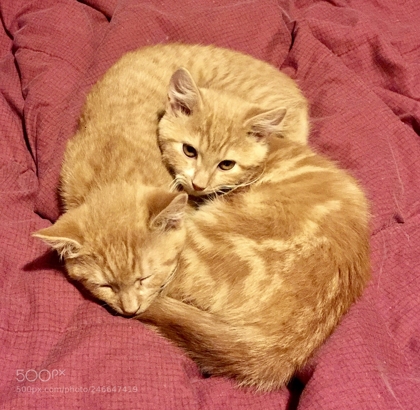 Apple iPhone 6 Plus sample photo. Double kitten photography