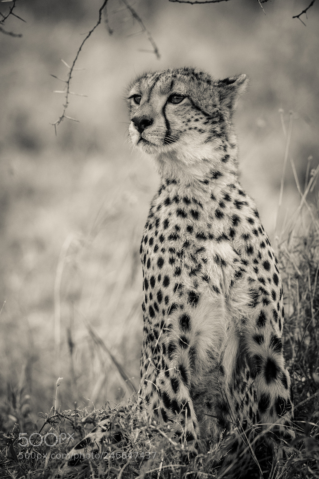 Canon EOS 7D Mark II sample photo. Tanzania cheetah photography