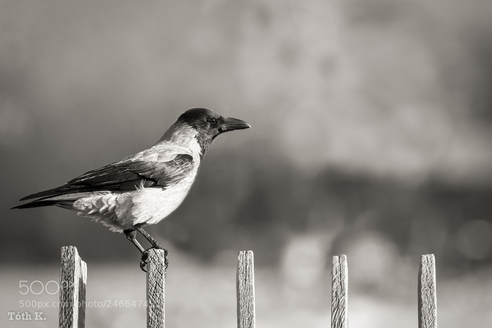 Canon EOS 7D Mark II sample photo. Untitled photography