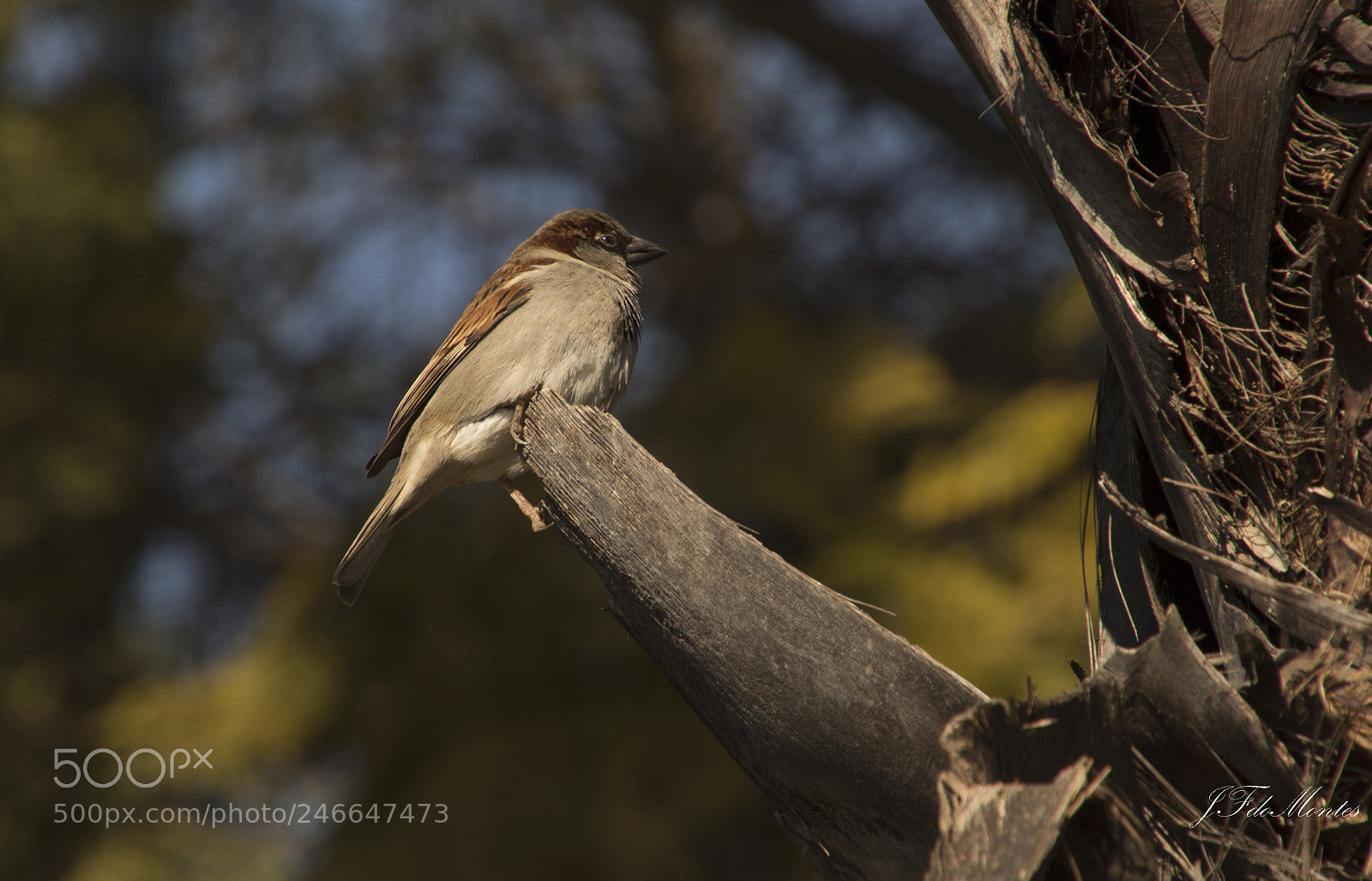 Canon EOS 700D (EOS Rebel T5i / EOS Kiss X7i) sample photo. The small sparrow photography