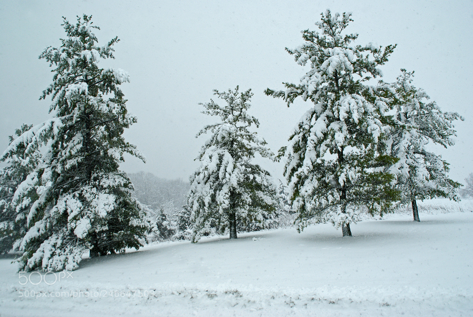 Pentax K200D sample photo. Snow giants photography