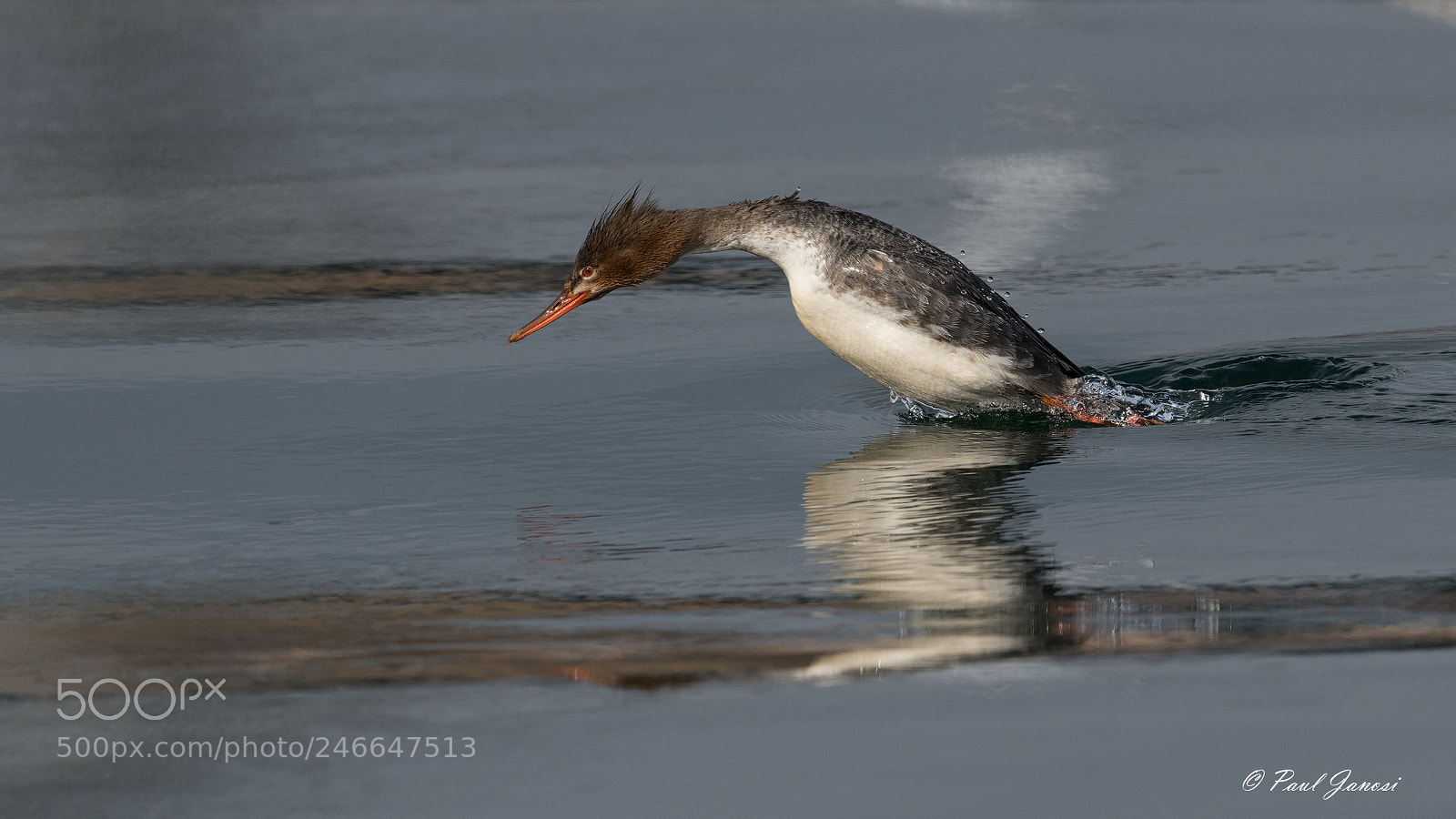 Nikon D850 sample photo. Red breasted merganser diving photography