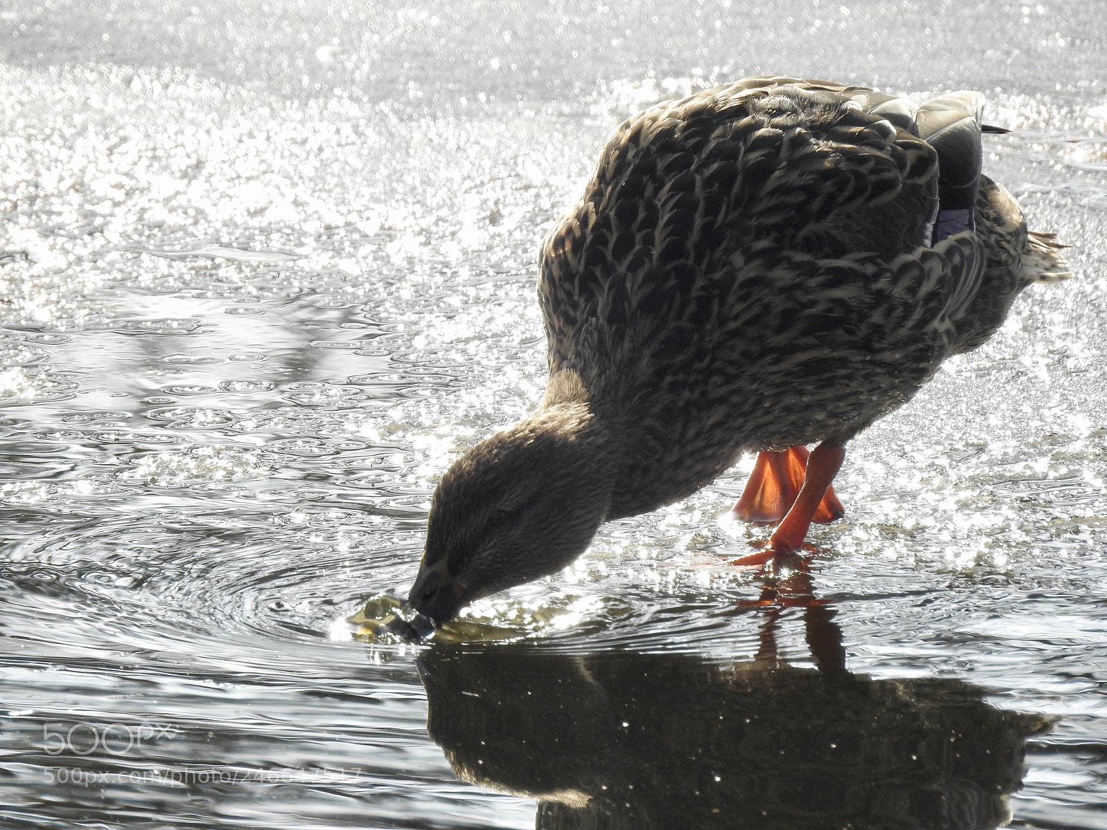 Nikon Coolpix P900 sample photo. Female gadwall.... photography