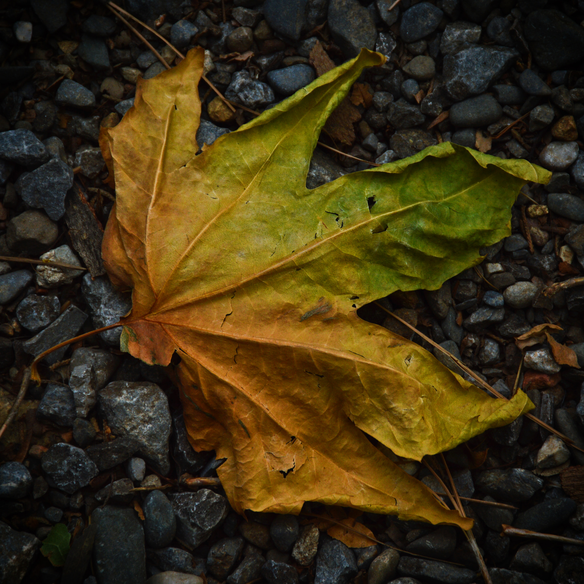 Nikon D3200 sample photo. Maple photography