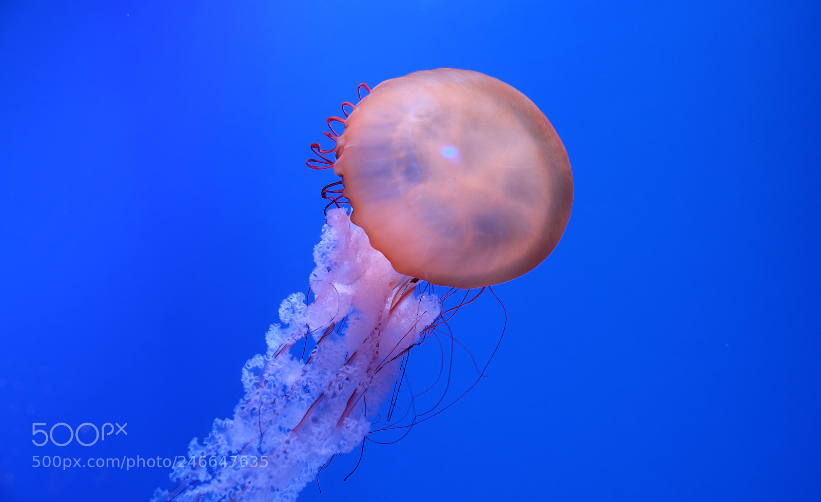 Fujifilm X-T1 sample photo. Jellyfish! photography