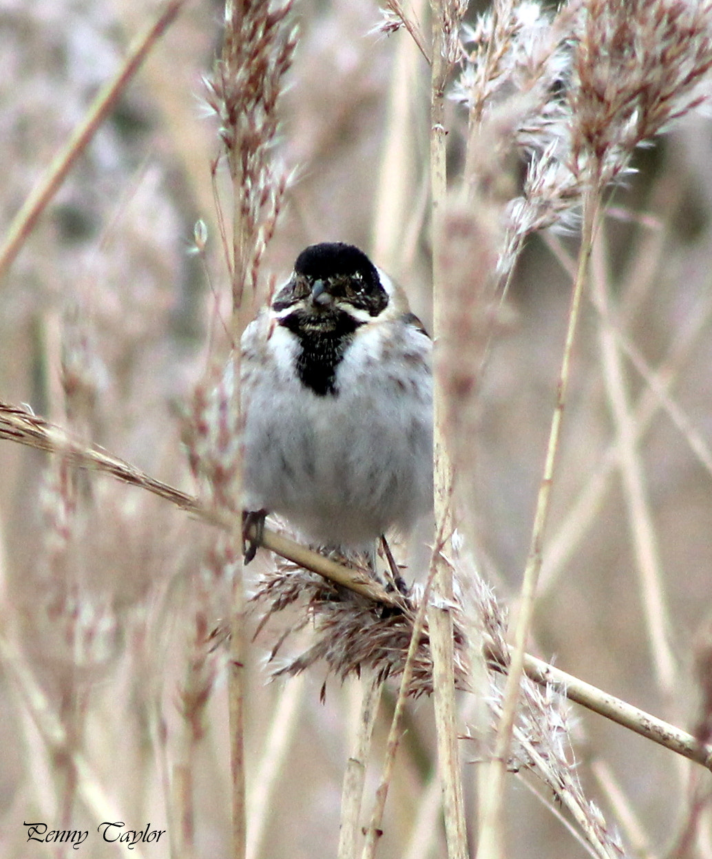 Canon EOS 1100D (EOS Rebel T3 / EOS Kiss X50) + EF75-300mm f/4-5.6 sample photo. Male reedbunting photography