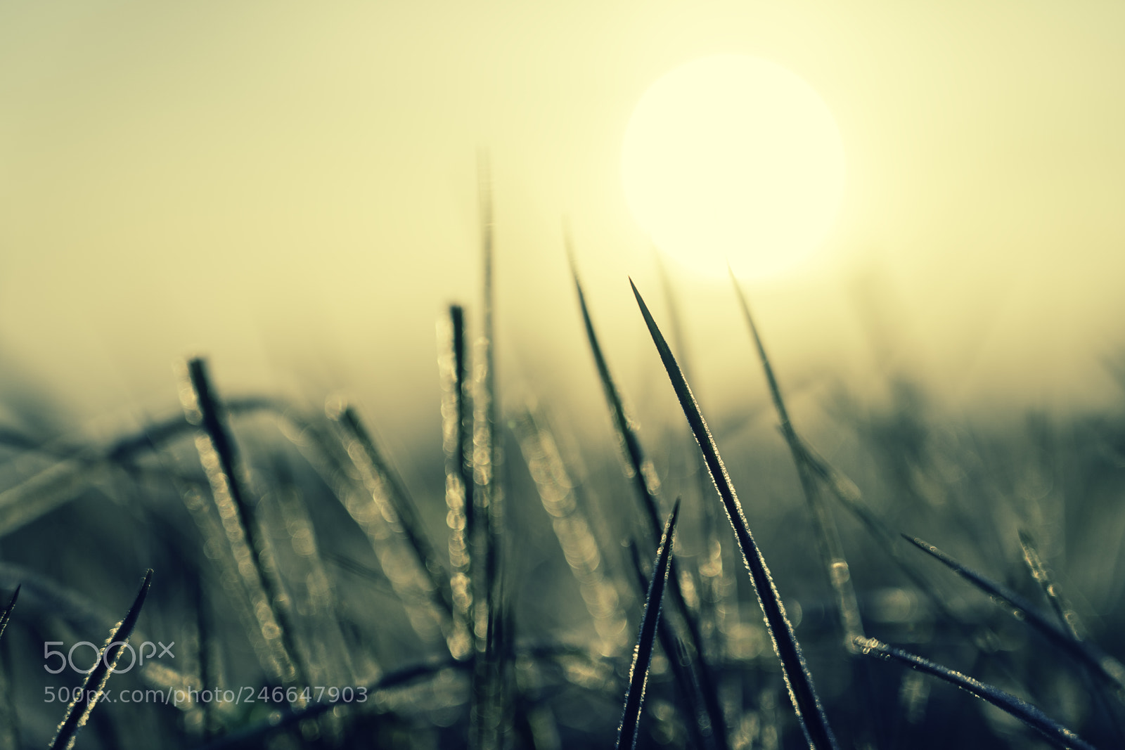 Sony a7 II sample photo. Cold morning ieper photography