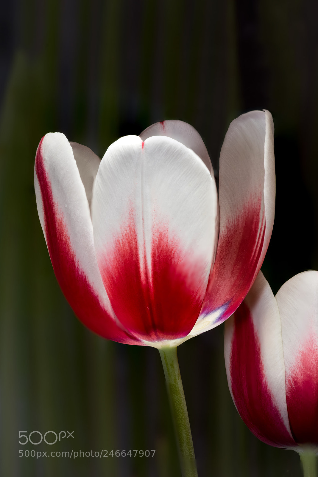 Nikon D810 sample photo. Tulip closeup photography