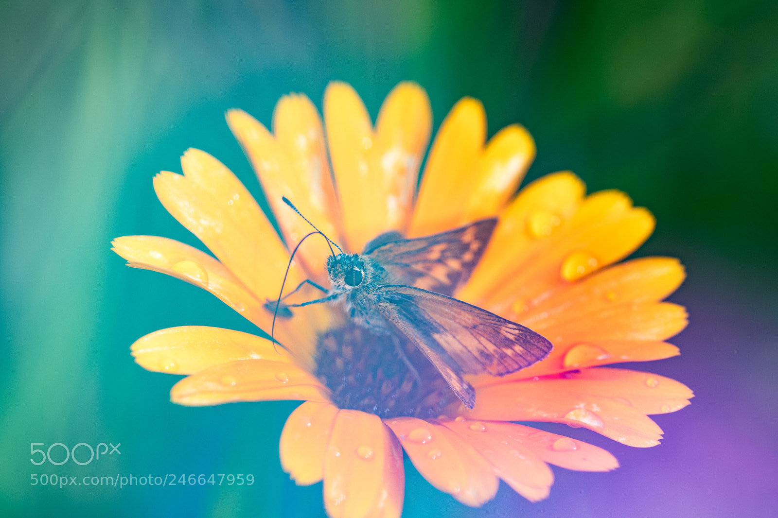 Nikon D500 sample photo. Large skipper on yellow photography