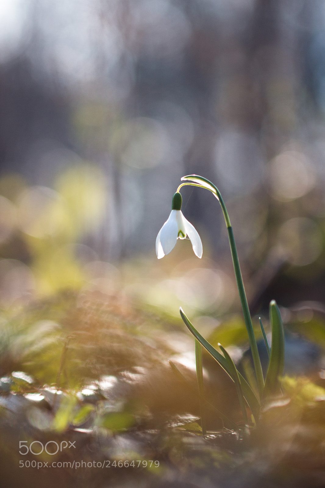 Canon EOS 600D (Rebel EOS T3i / EOS Kiss X5) sample photo. Perce-neige photography