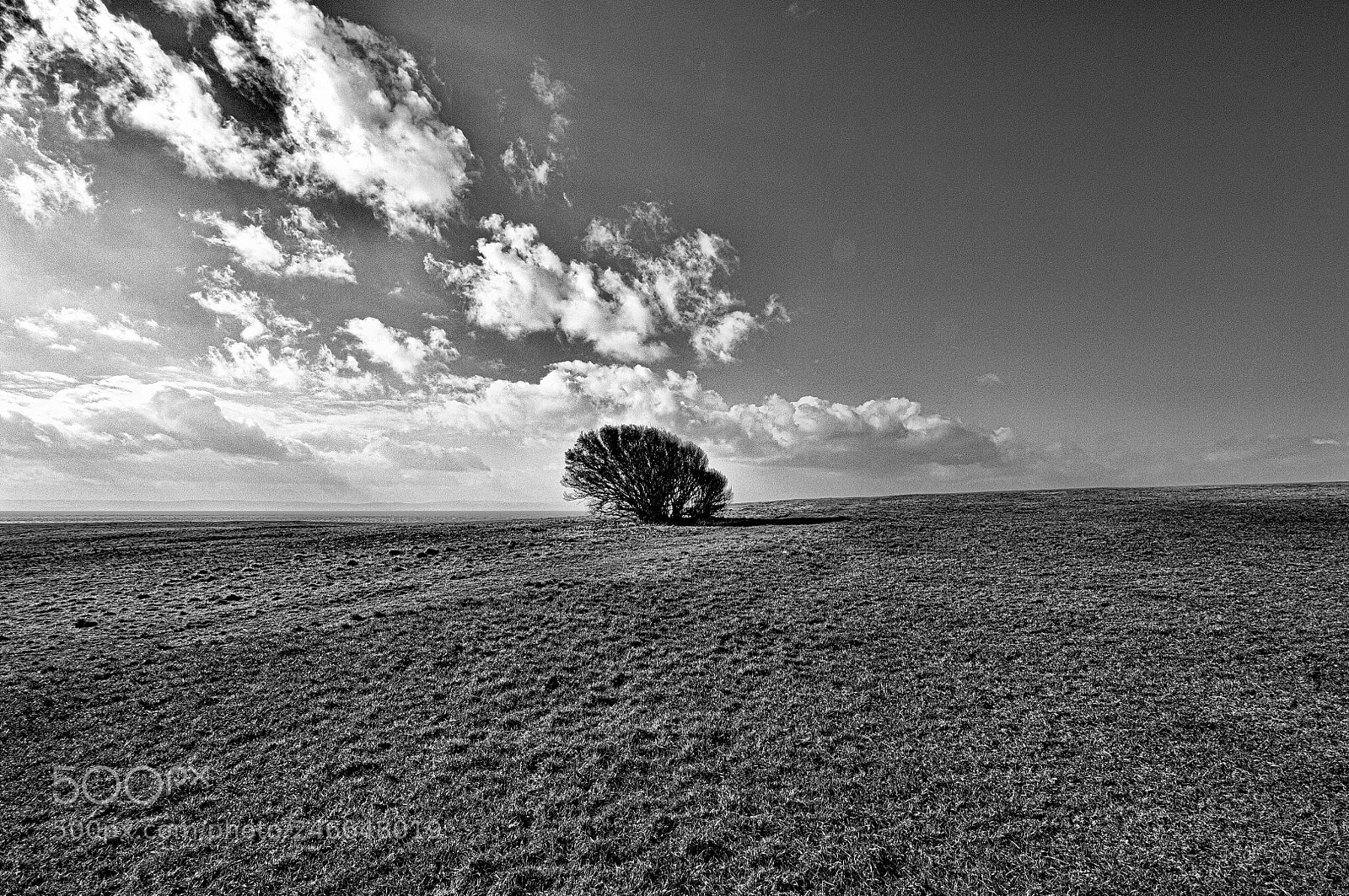 Nikon D2X sample photo. Bush photography