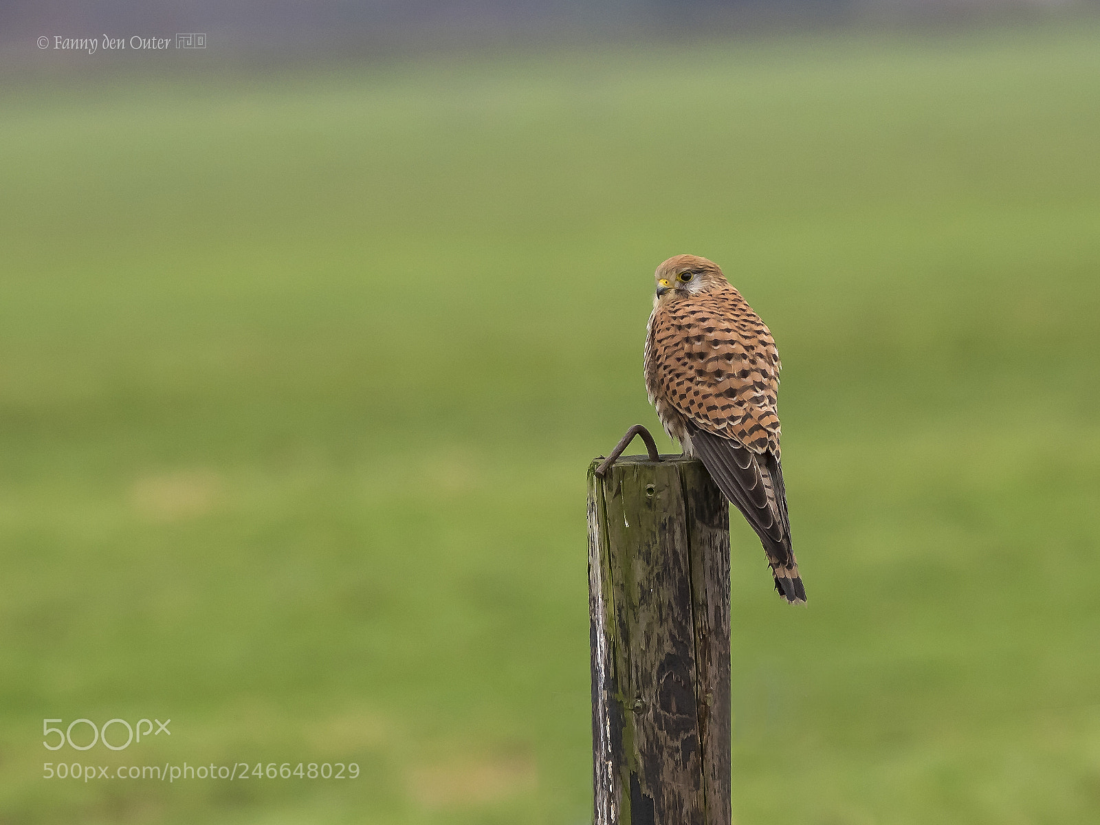 Olympus OM-D E-M1 sample photo. Kestrel photography
