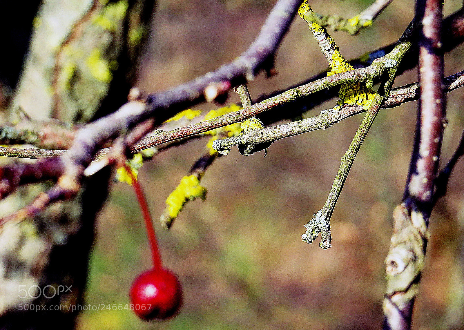 Canon PowerShot SX50 HS sample photo. Colourful nature photography