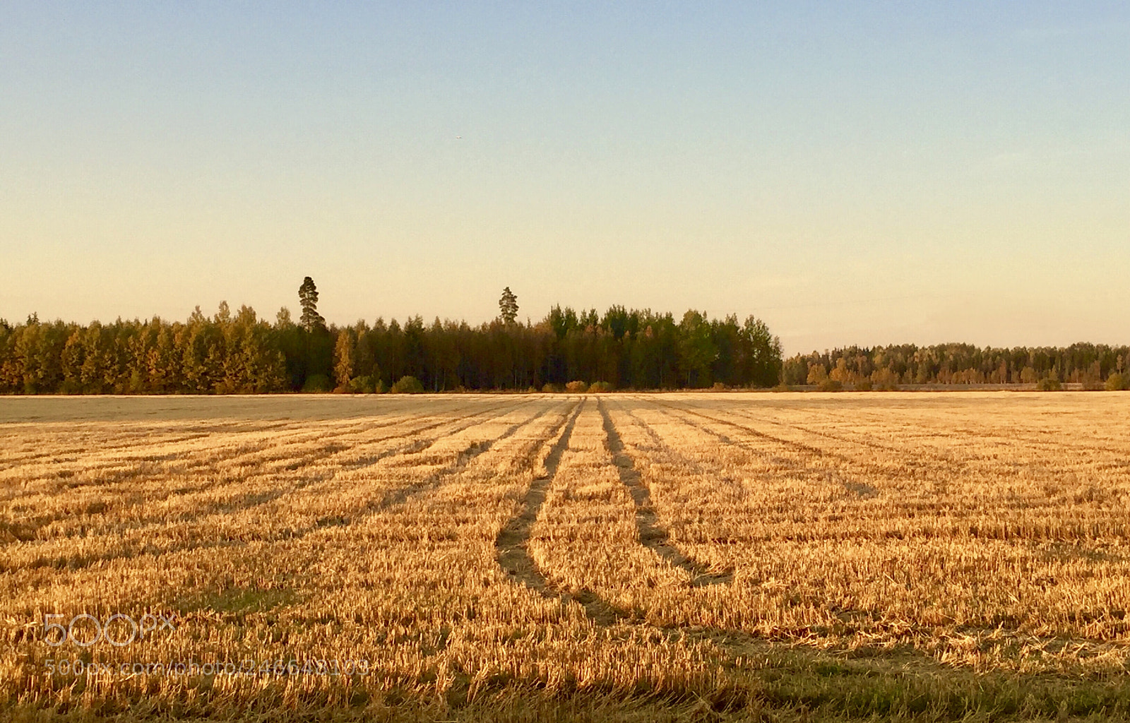Apple iPhone 6 Plus sample photo. After the harvest photography