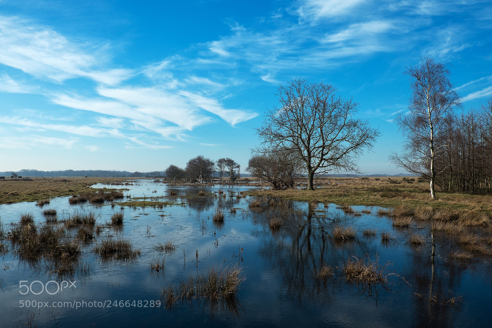 Fujifilm X-T1 sample photo. Vroonpolder in blue.... photography