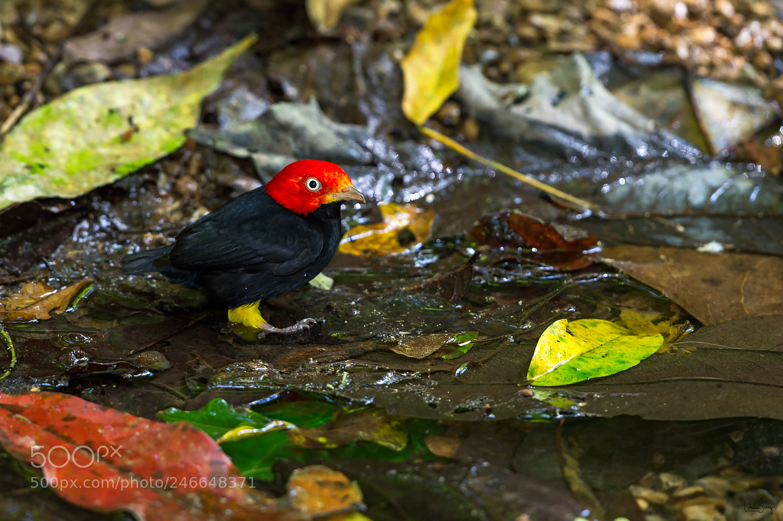 Nikon D4 sample photo. Red-capped manakin photography