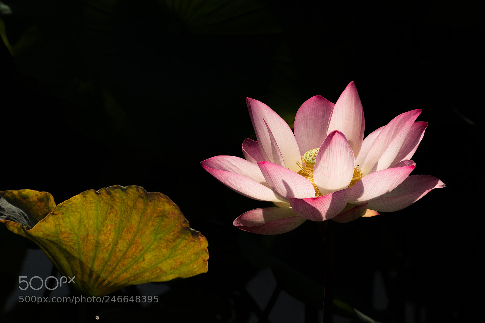 Canon EOS 7D Mark II sample photo. 照亮了荷花 photography