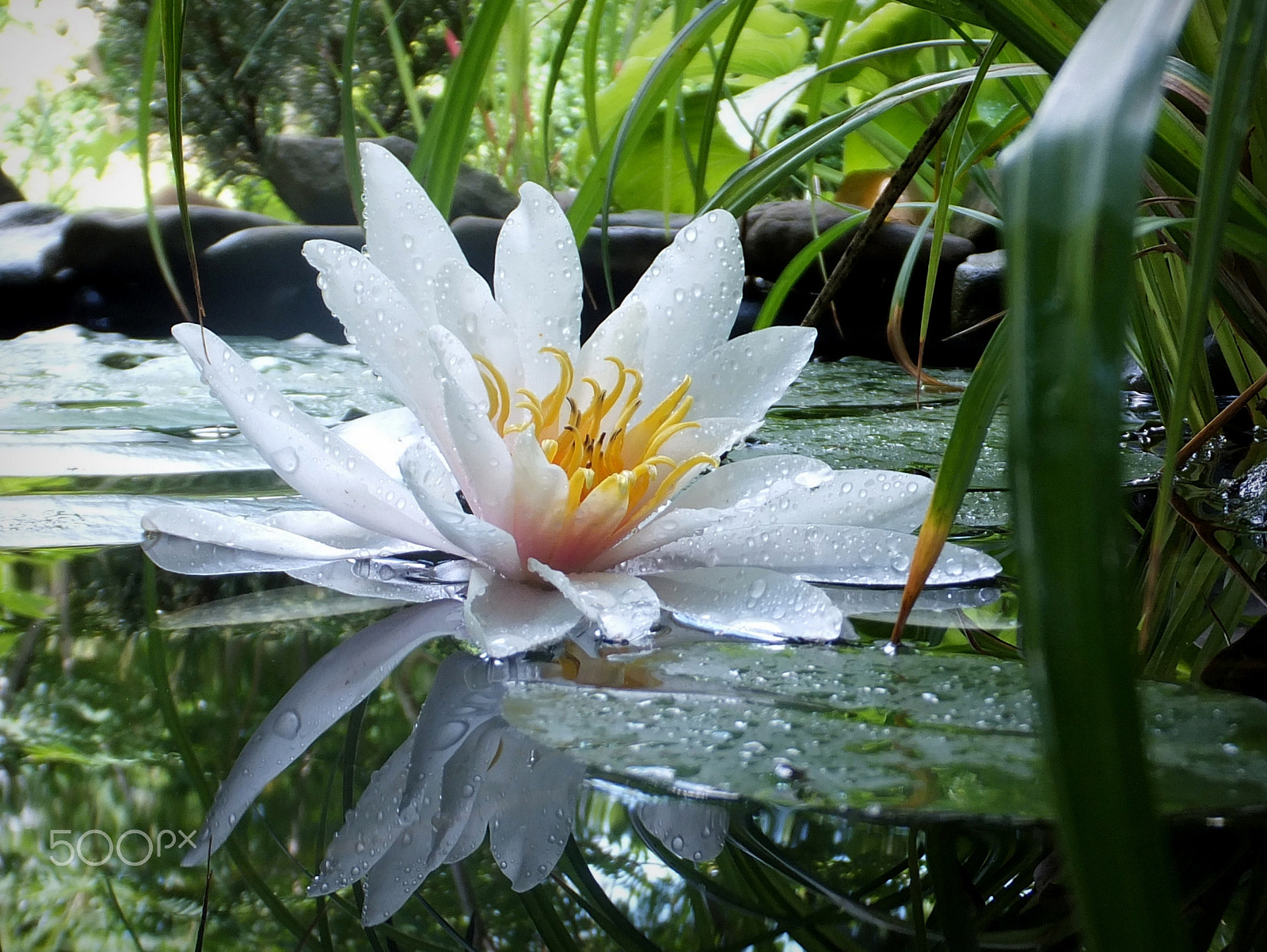 Fujifilm FinePix F750EXR sample photo. Water lilies 'marliacea rosea' photography