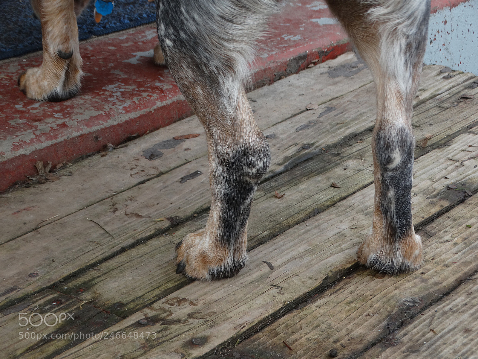 Sony Cyber-shot DSC-HX300 sample photo. Dog legs photography