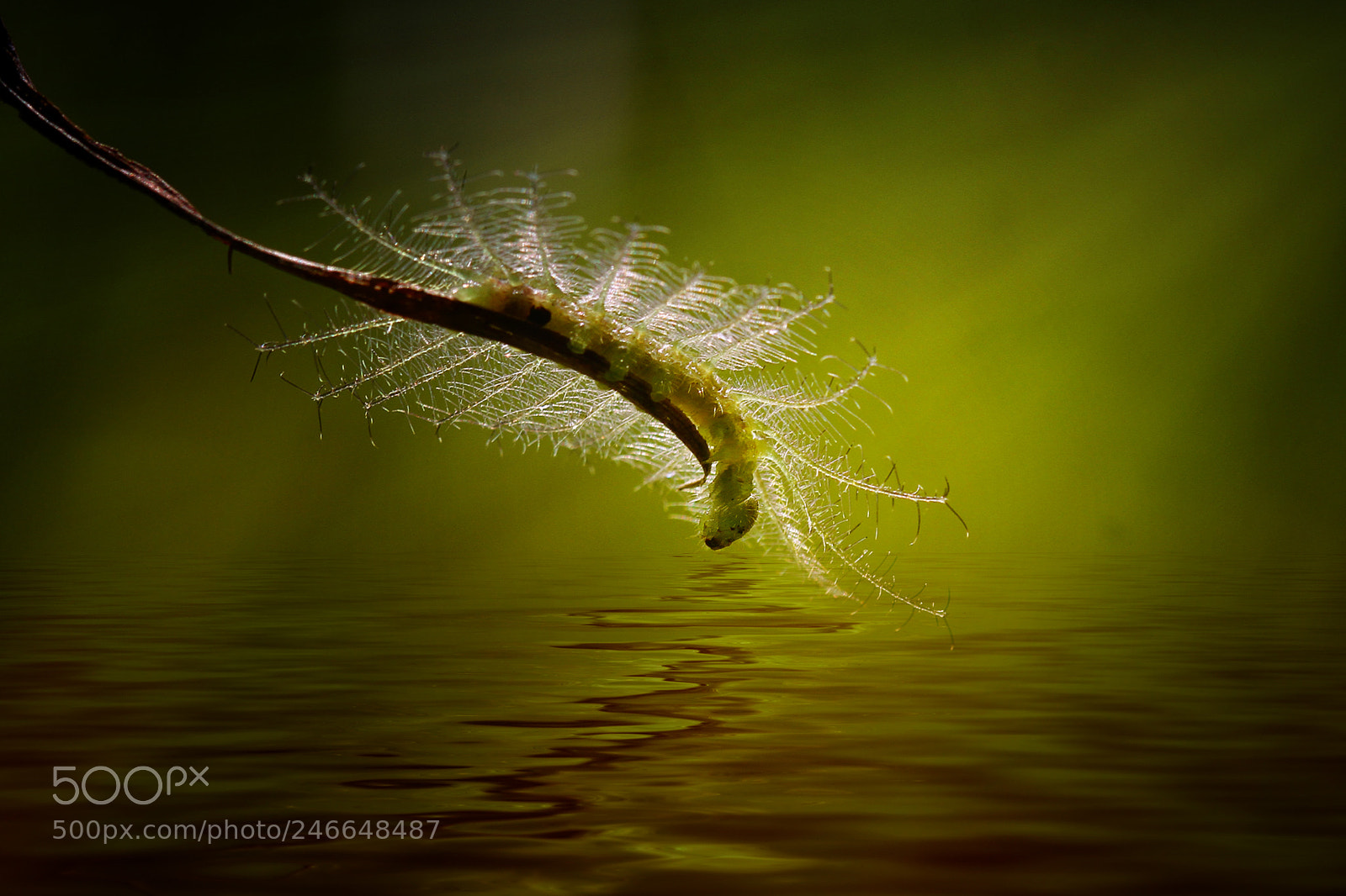 Canon EOS 7D sample photo. Caterpillar photography