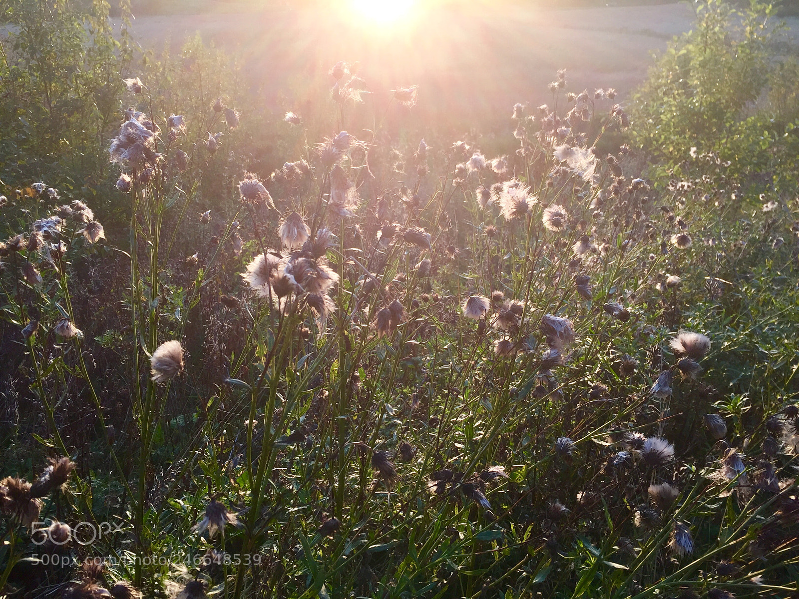 Apple iPhone 6 Plus sample photo. Summer fading photography
