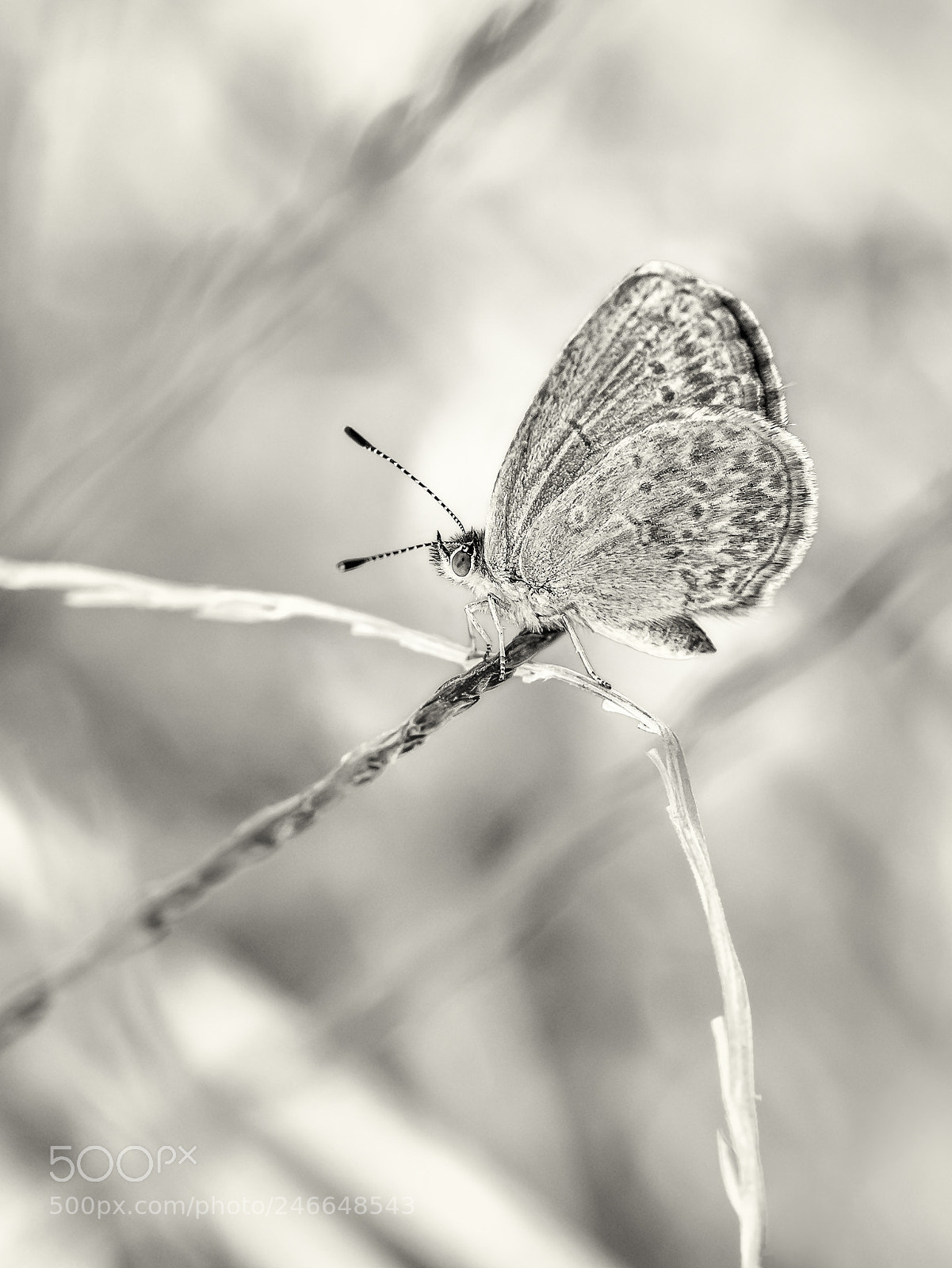Olympus OM-D E-M5 sample photo. Common grass blue butterfly photography