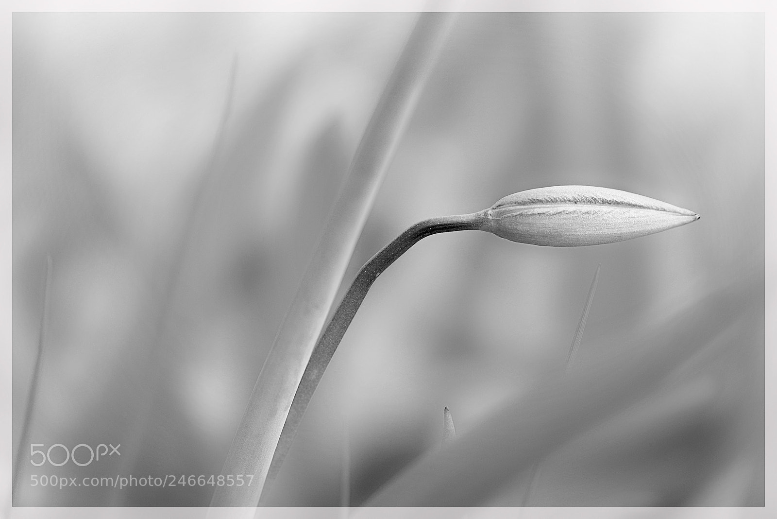 Nikon D7100 sample photo. Wild tulip photography