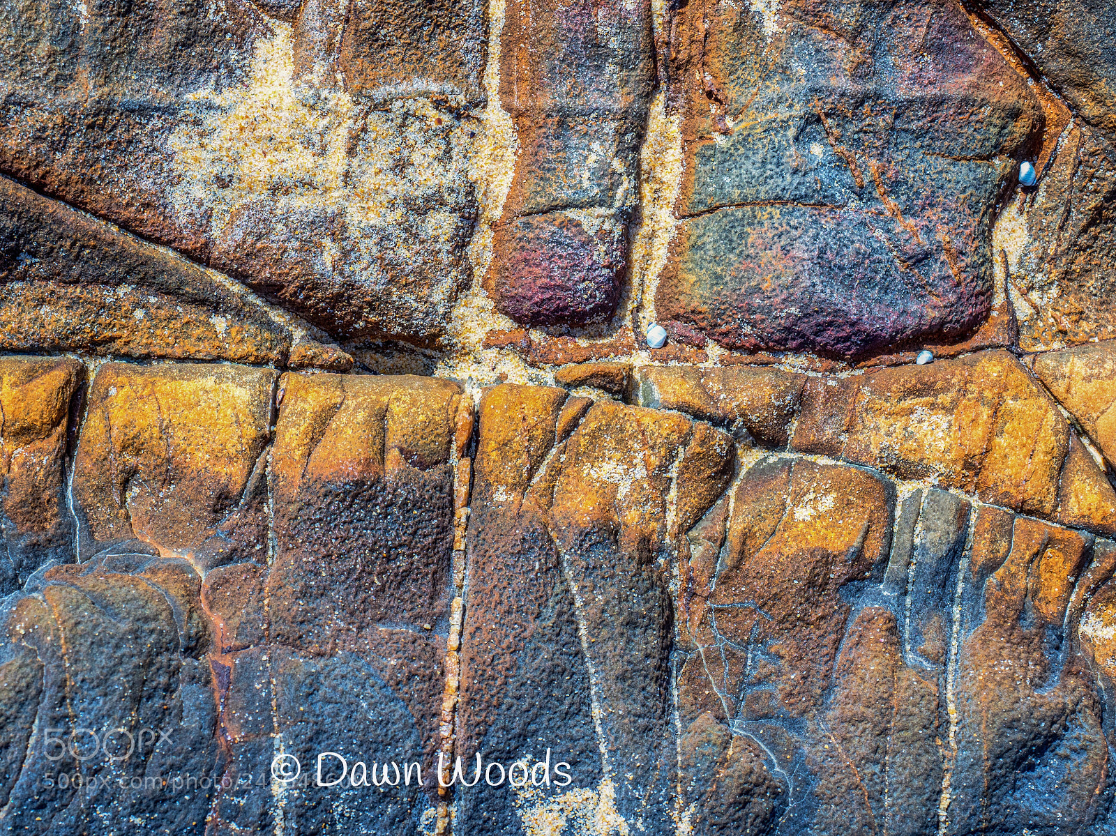 Olympus OM-D E-M1 Mark II sample photo. A landscape in microcosm photography