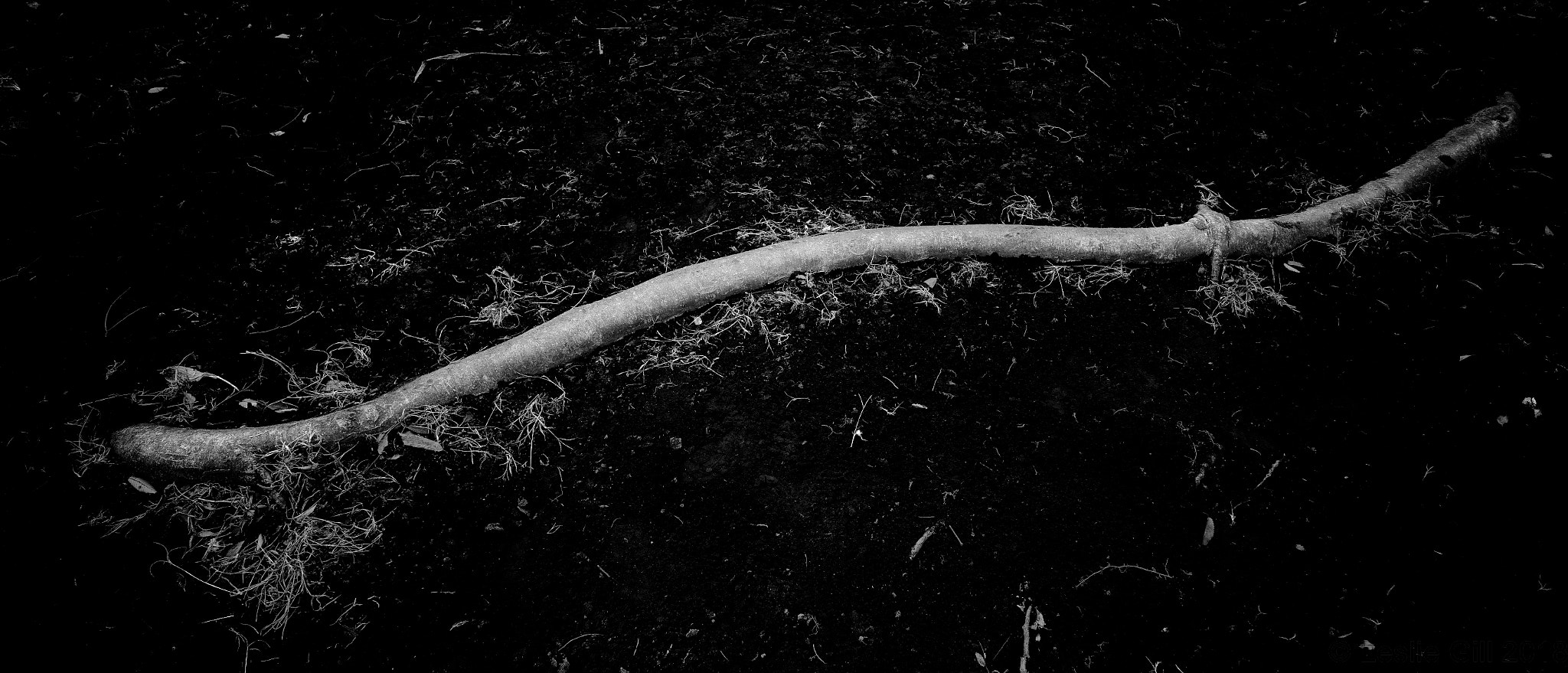 Sigma dp0 Quattro sample photo. Tree root photography