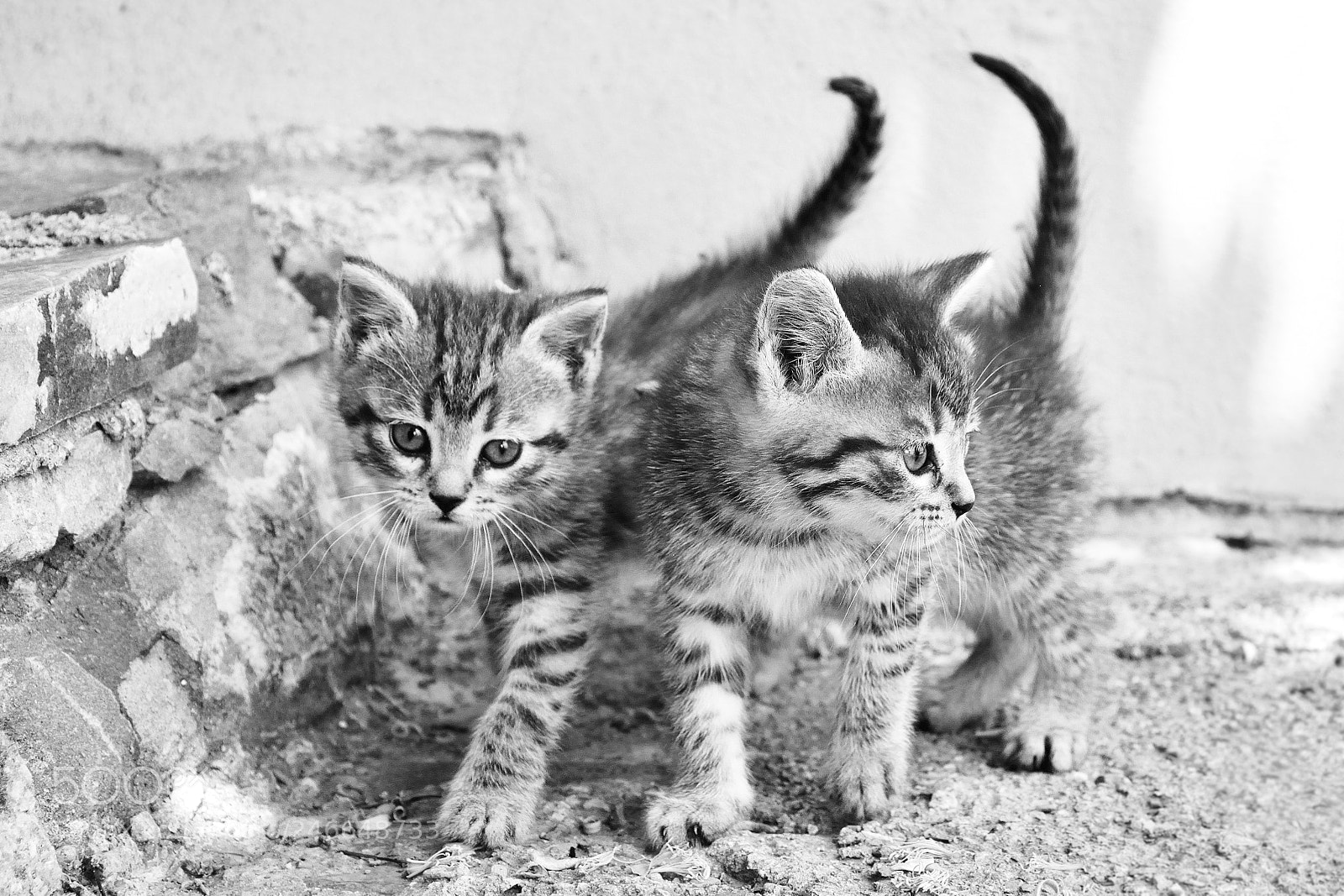 Nikon D5200 sample photo. Kittens photography