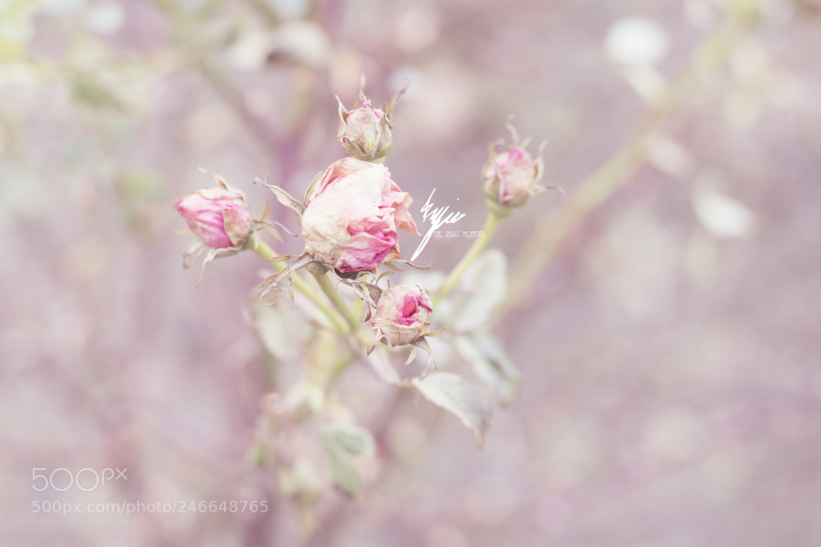 Canon EOS 750D (EOS Rebel T6i / EOS Kiss X8i) sample photo. New life photography