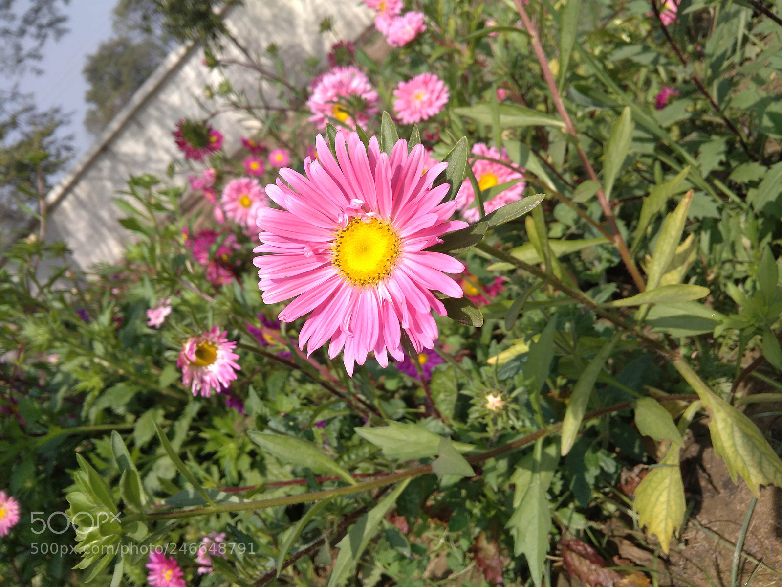 Xiaomi Redmi 4A sample photo. Untitled photography