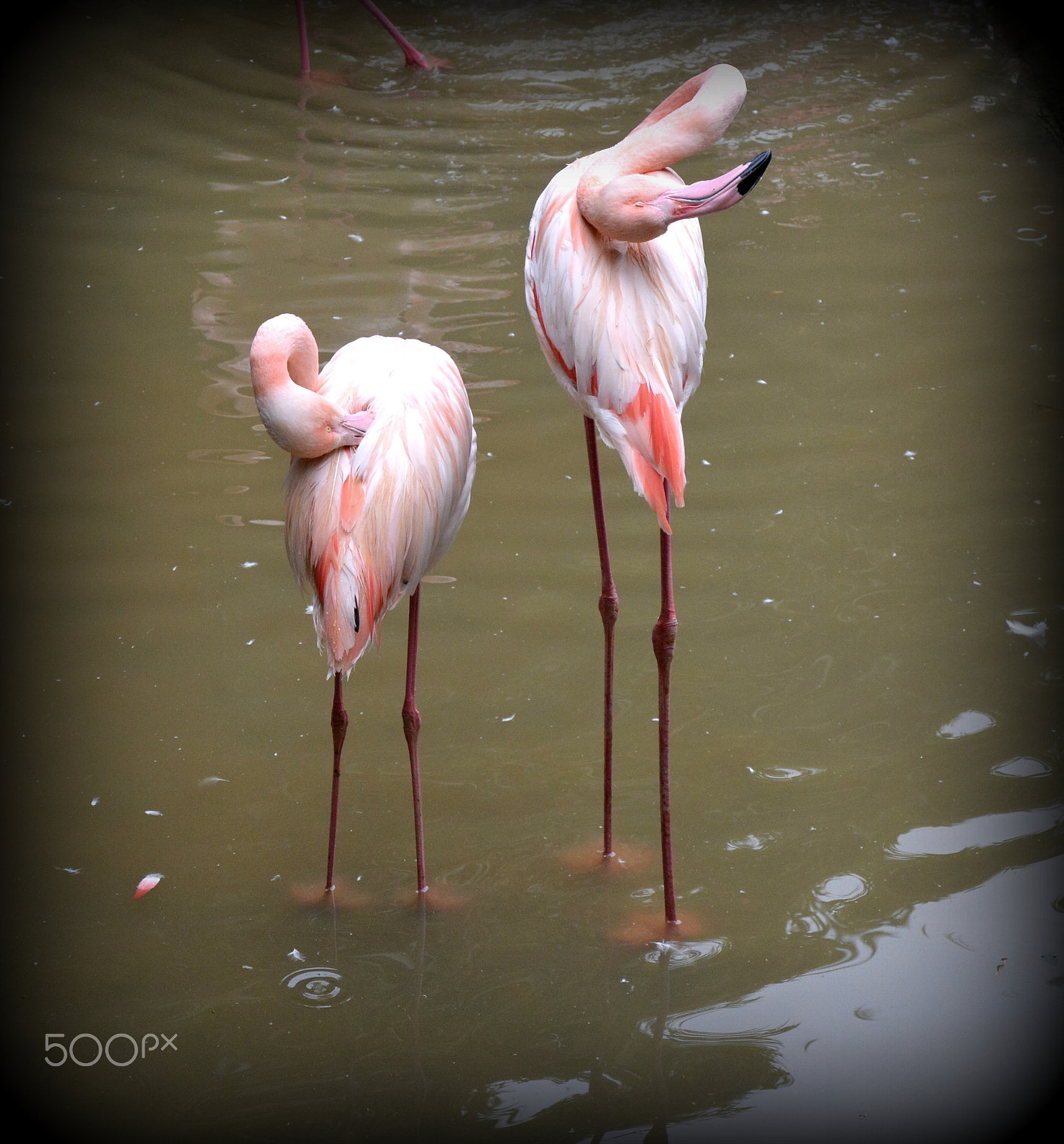 Nikon D5200 sample photo. Zoo d'asson photography