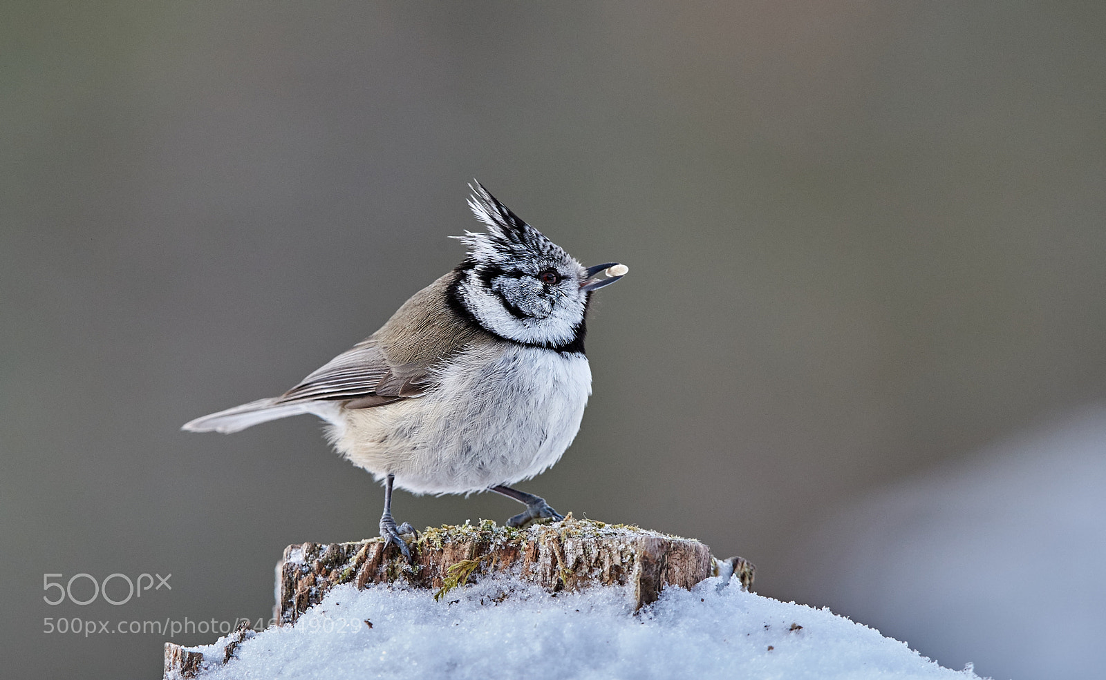 Nikon D3S sample photo. Crested tit photography